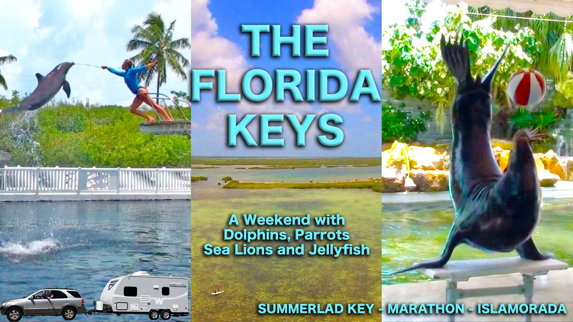1920x1080 Florida Keys: A Holiday Weekend with Dolphins, Sea Lions, Parrots, and  Jellyfish | Traveling Robert - YouTube