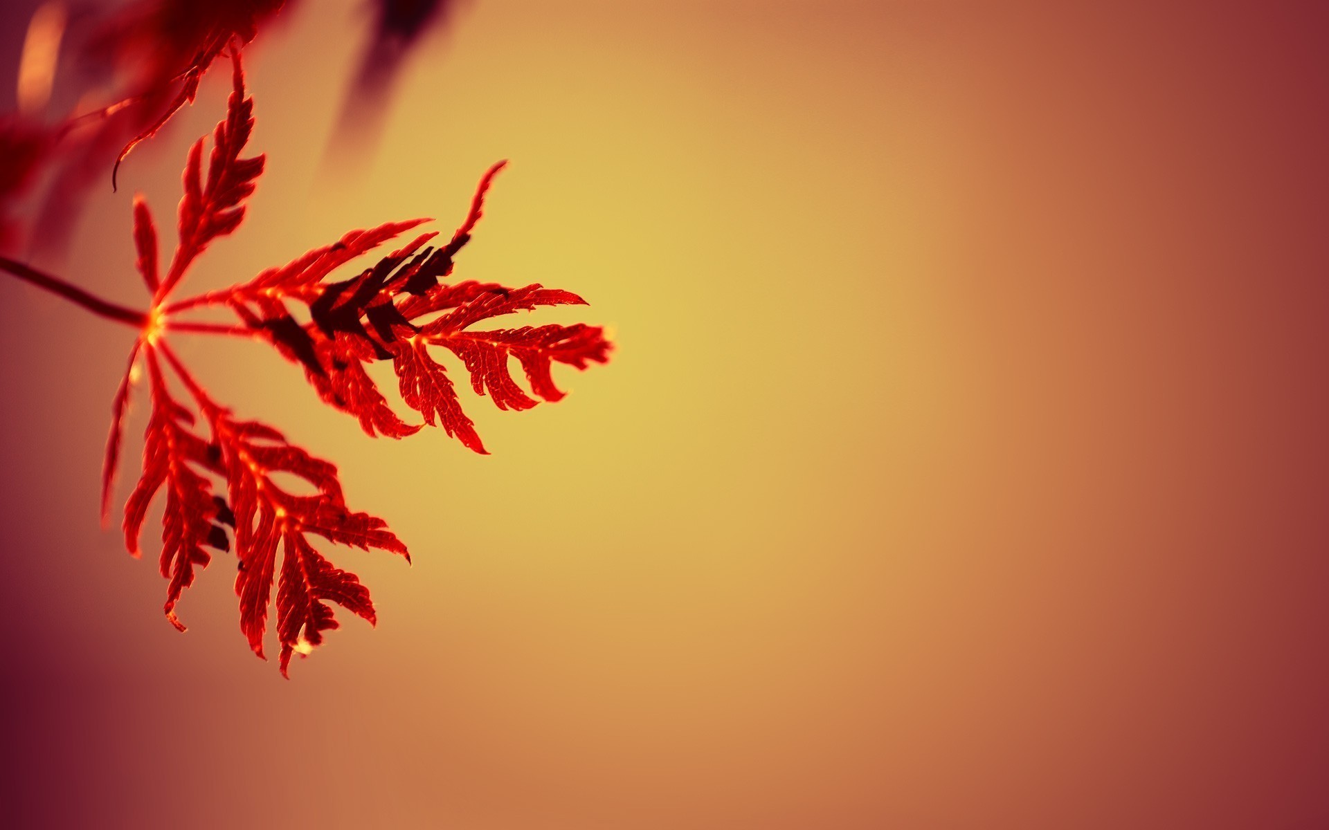 1920x1200 nature, Simple, Simple Background, Leaves, Gradient, Depth Of Field, Macro, Red  Wallpapers HD / Desktop and Mobile Backgrounds