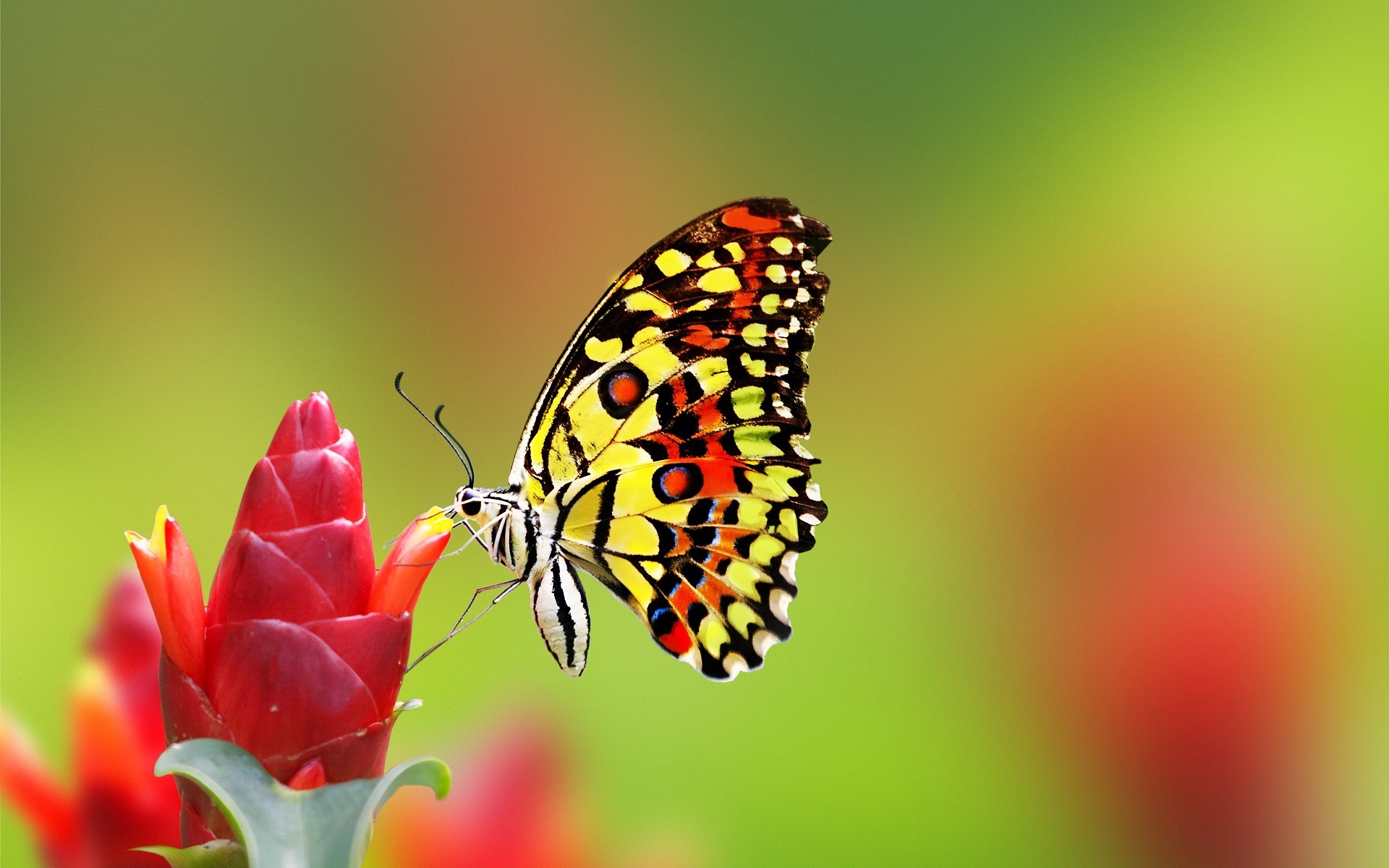 1920x1200 Most beautiful butterfly desktop background wallpapers