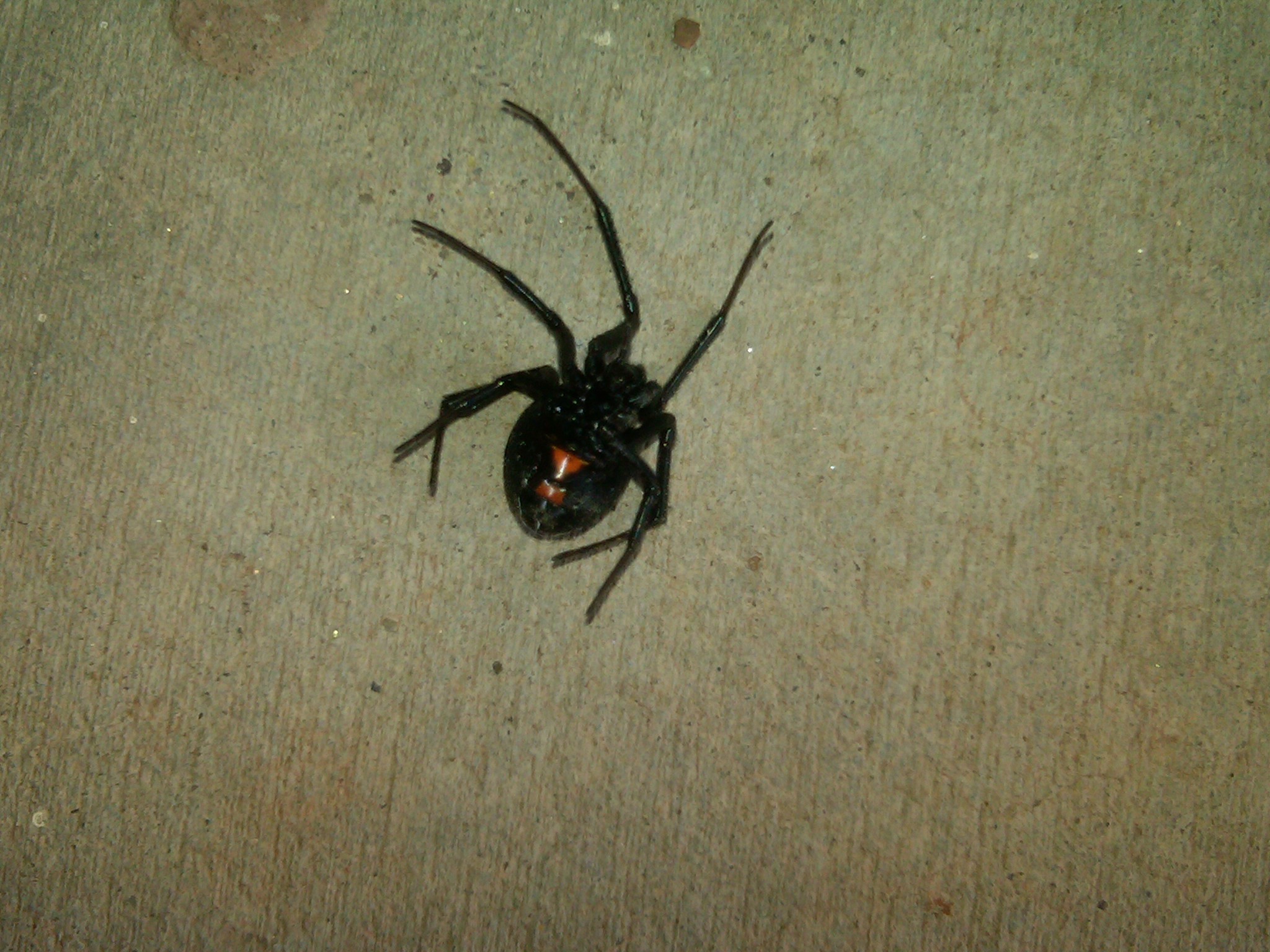 2048x1536 Black widow spider.
