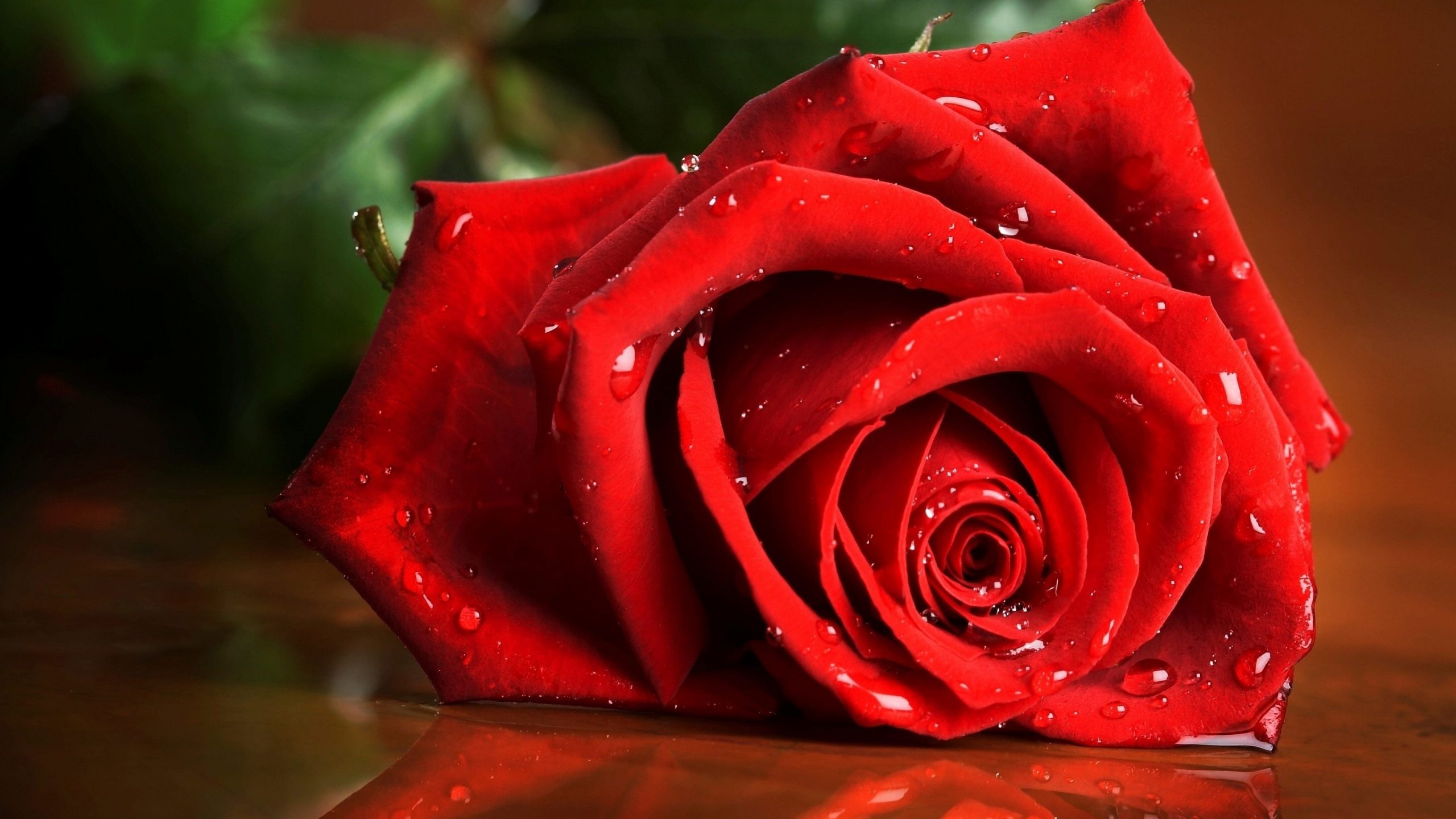 2560x1440 Red Rose Flower Wallpaper