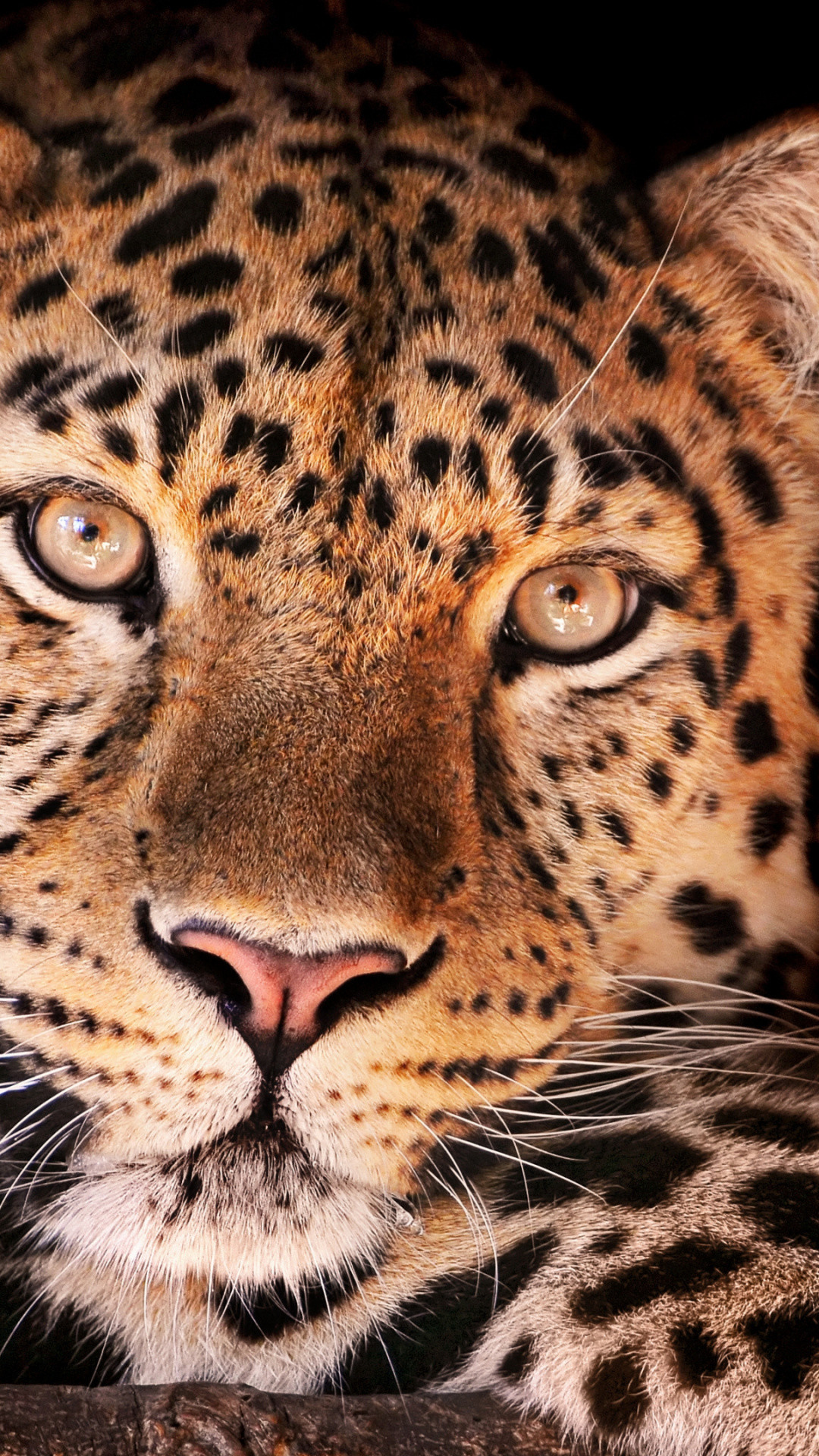 1080x1920  Fauna, Cheetah, Wildlife, Jaguar, Leopard Wallpaper for IPhone  6S+/7+/8+