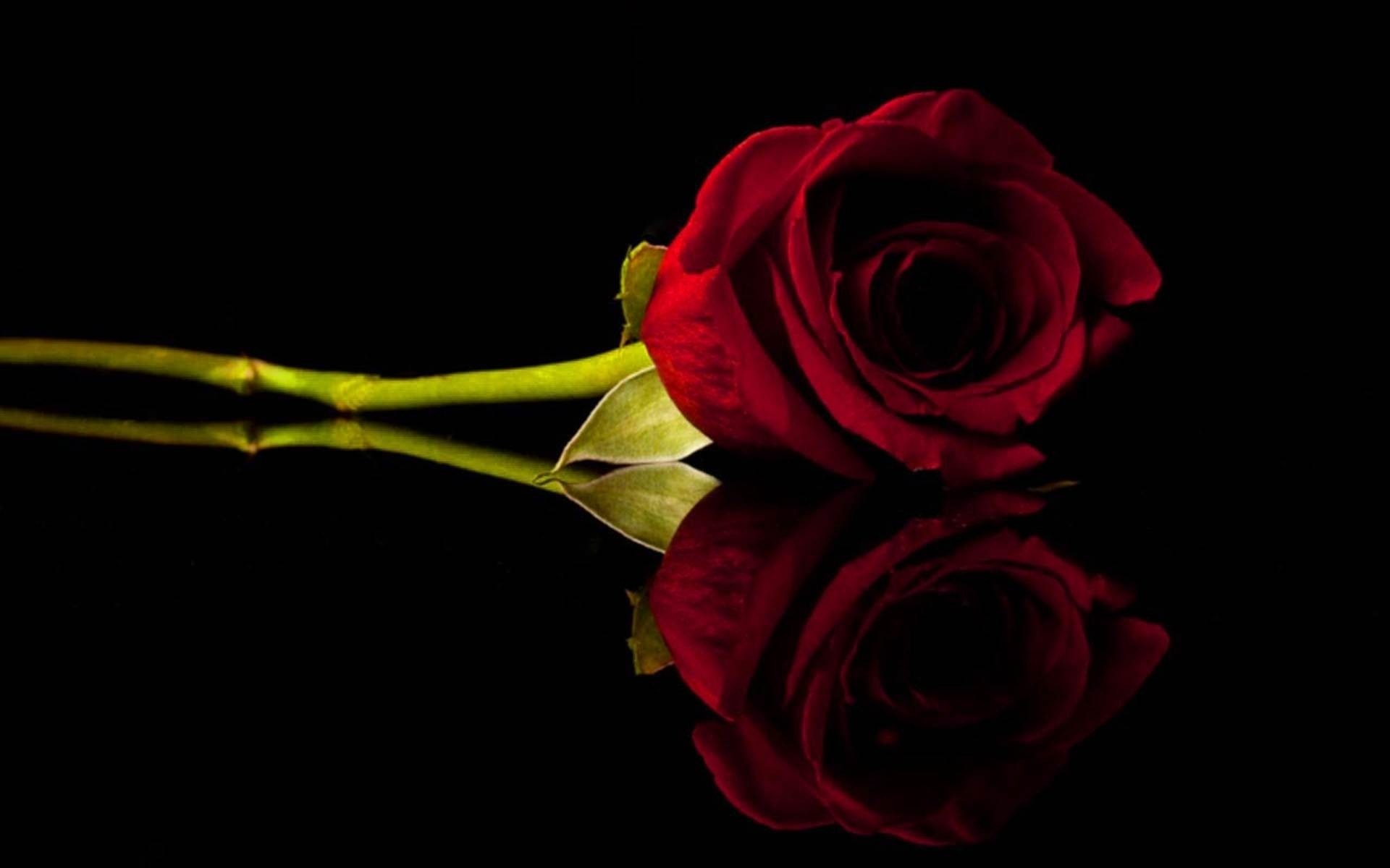 1920x1200  Wallpapers Backgrounds - 1920x1440 Wallpapers Flowers Roses Black  Background Red