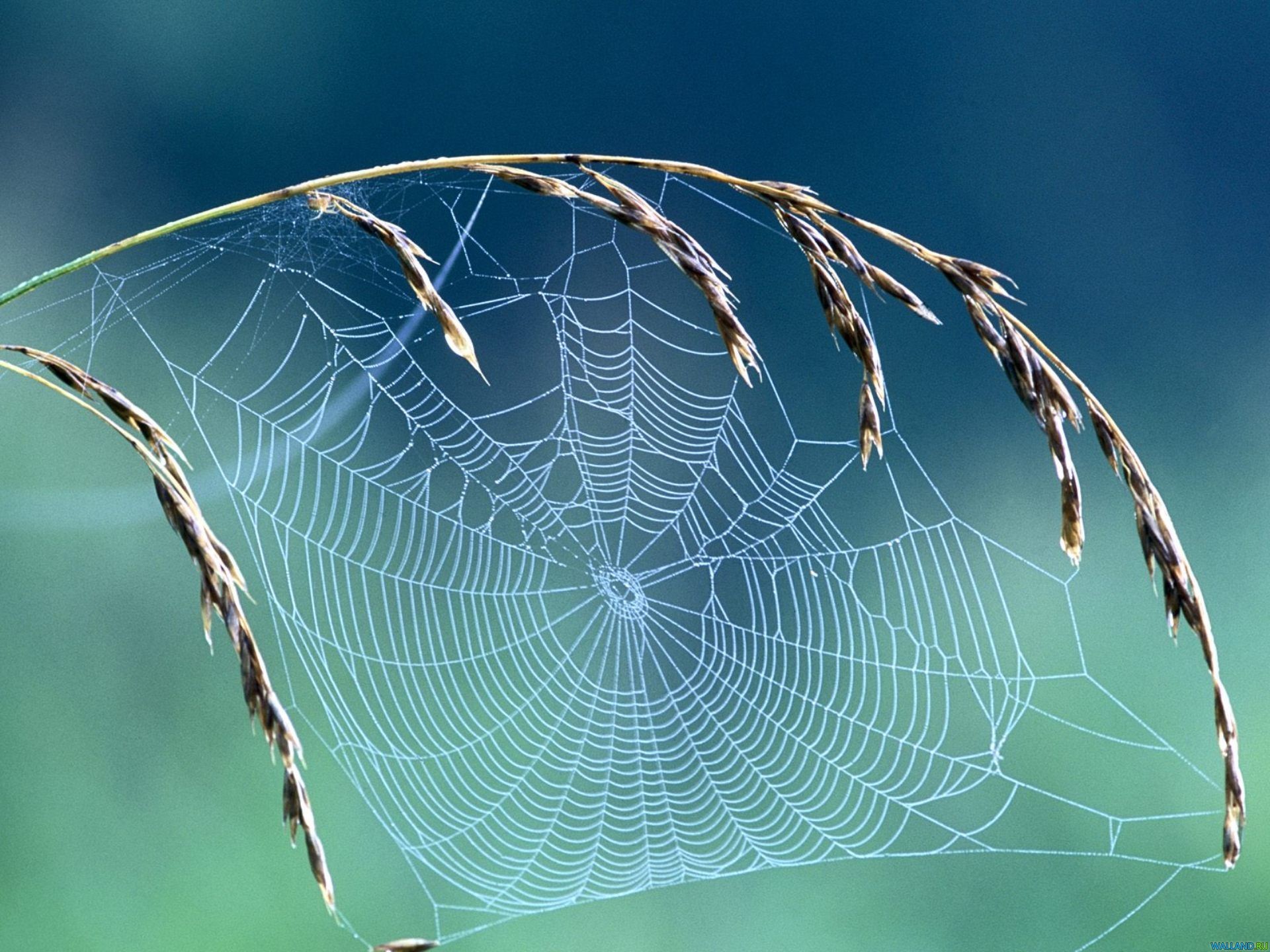 1920x1440 Spider Web Wallpaper