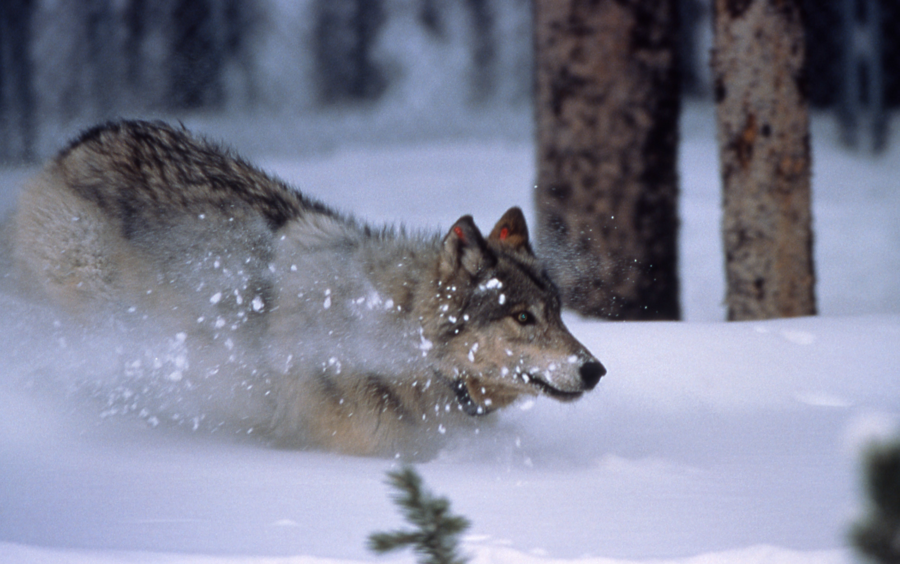 2999x1881 100 best wolf images on Pinterest | Animals, Wild animals and Beautiful  creatures