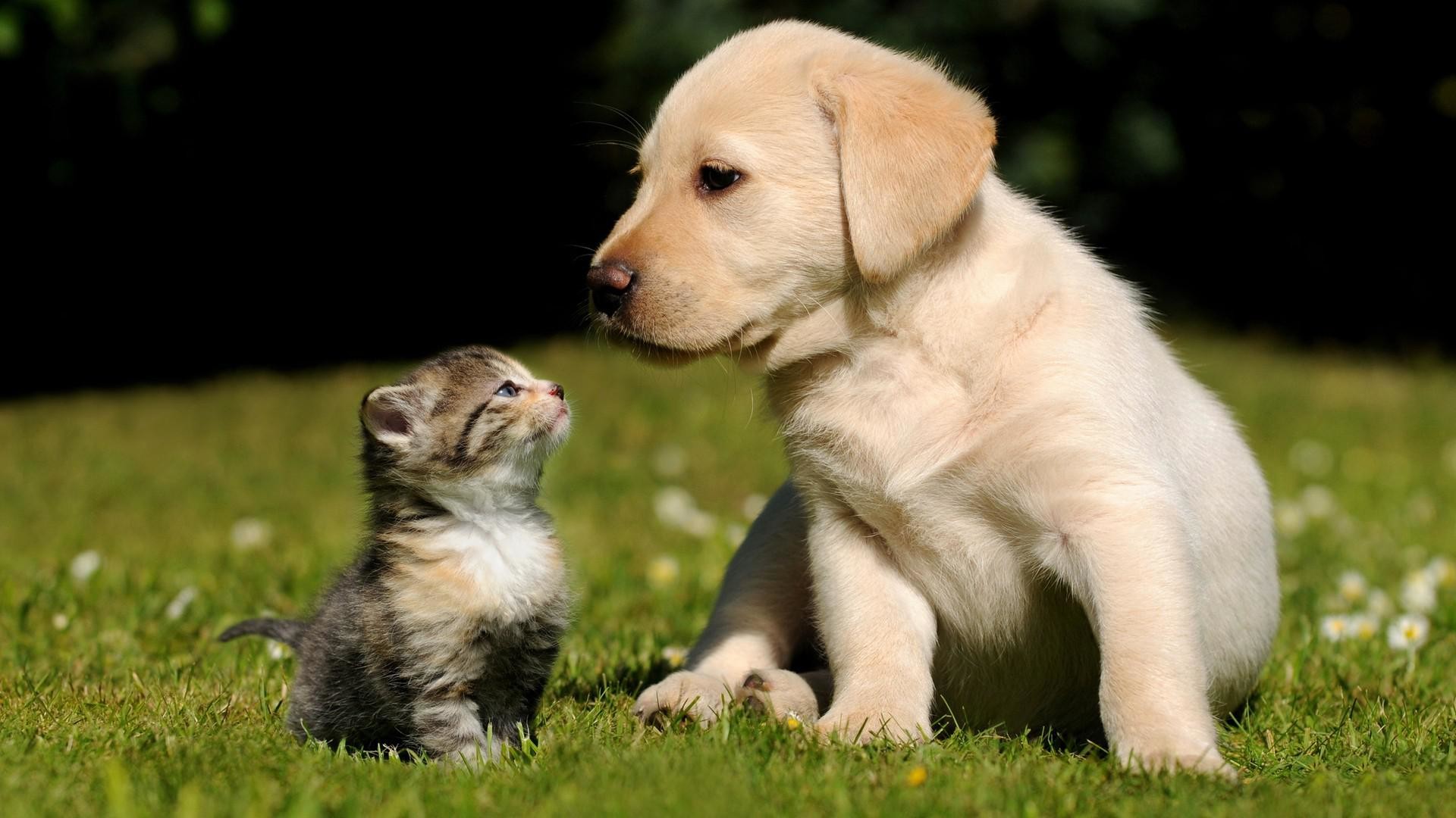 1920x1080 desktop cute dog and cat pictures with captions download