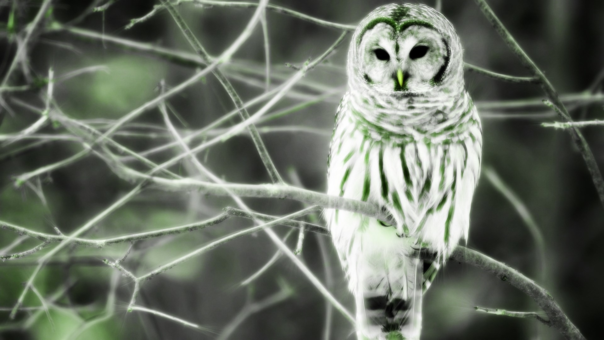 1920x1080 Free barred owl wallpaper - barred owl category