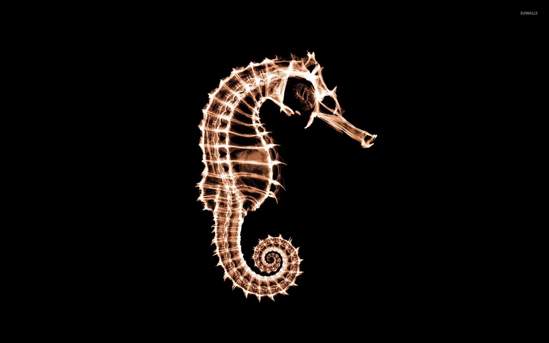 1920x1200  X-ray of a seahorse wallpaper