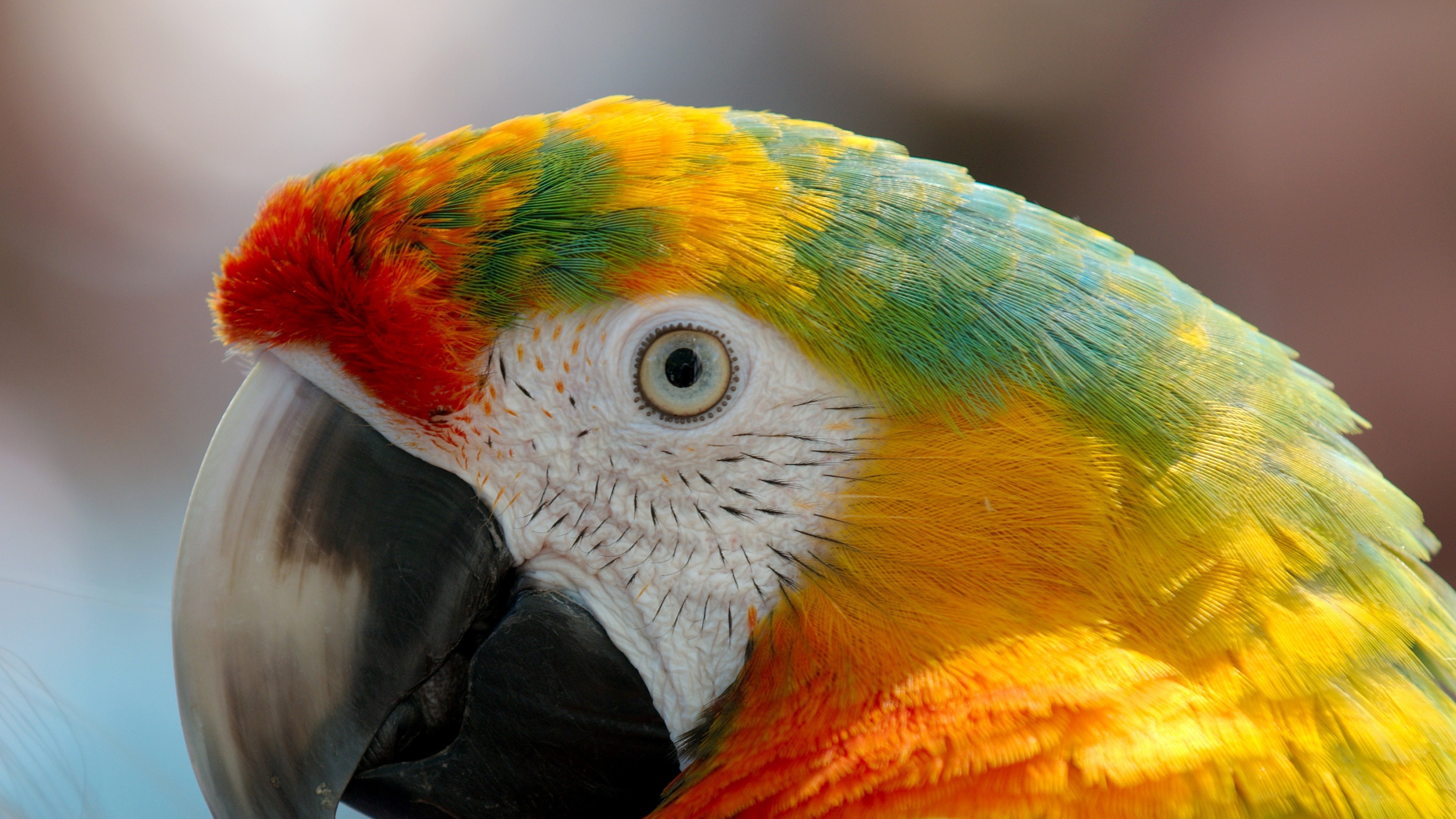 3840x2160 Parrot Macaw