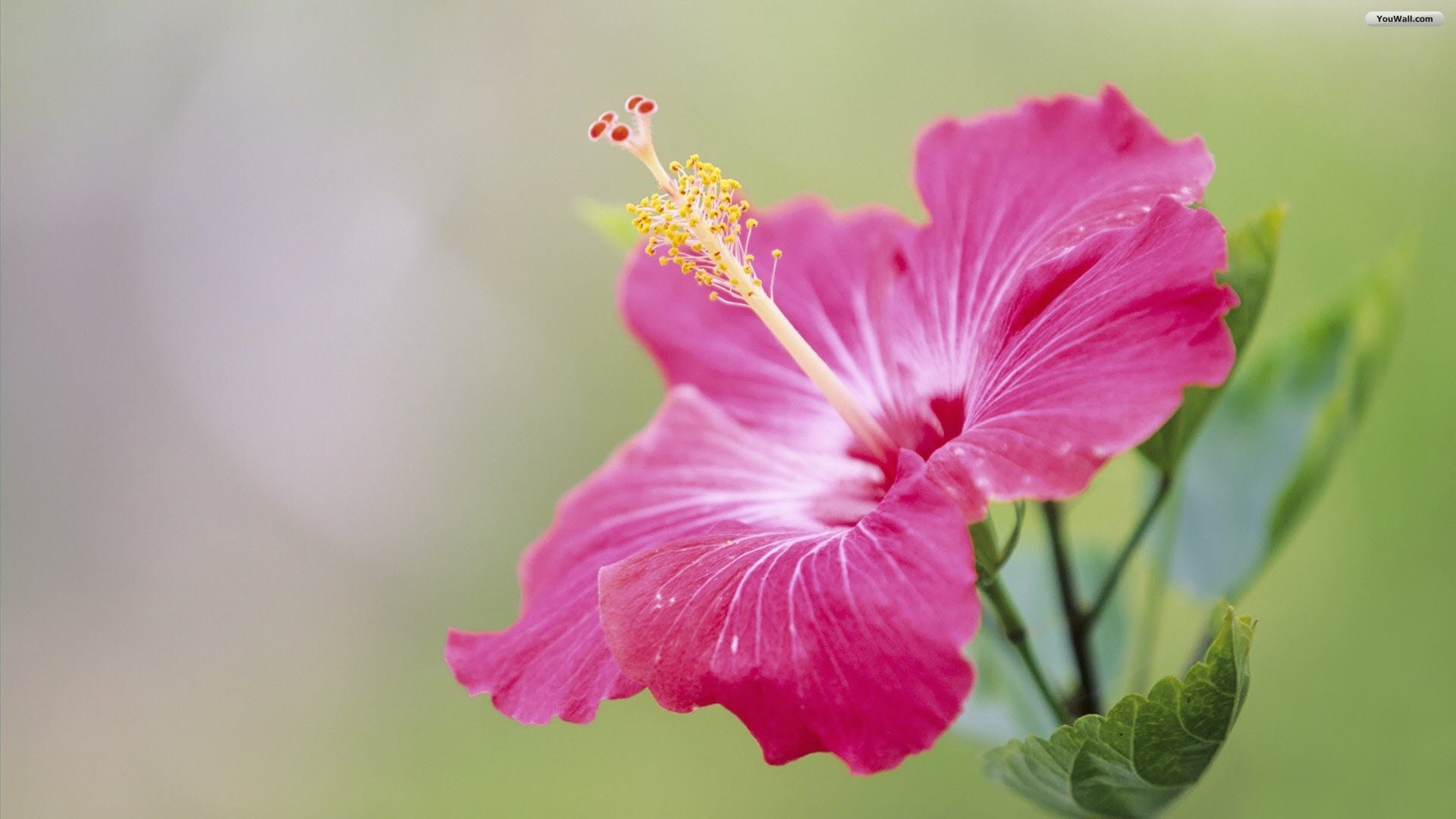 1920x1080 Malvales, Hibiscus, Yellow, Pink Flowers, Chinese Hibiscus Wallpaper in   Resolution