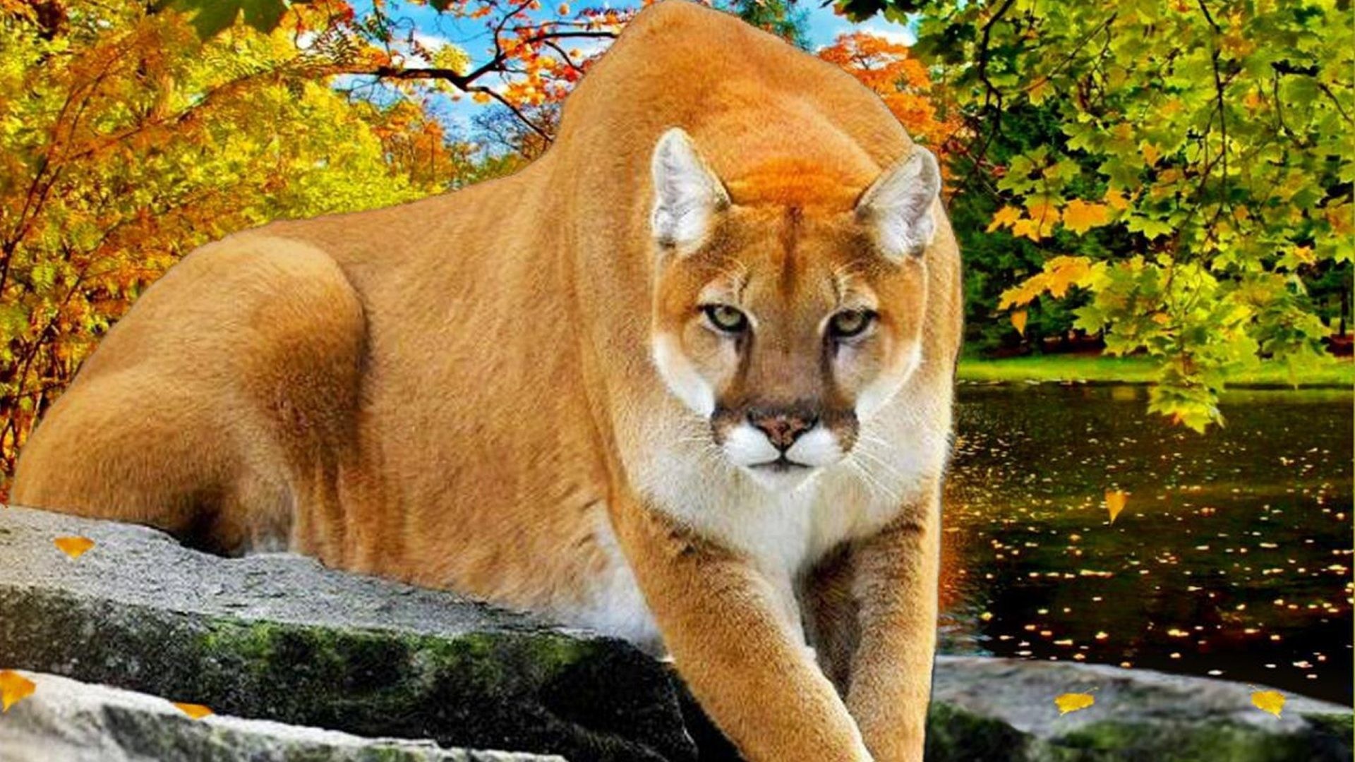 1920x1080 Autumn Tag - River Autumn Animal Puma Cat Pictures Of Cute Kitty Cats for  HD 16