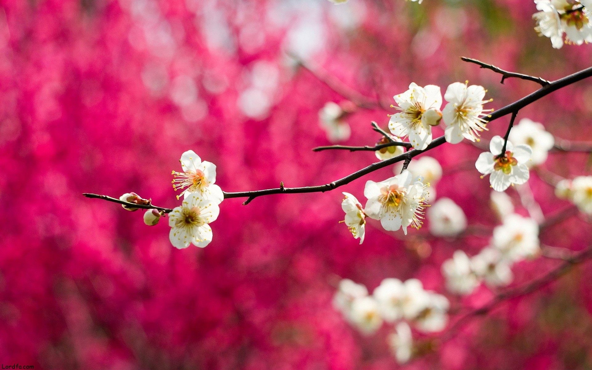 1920x1200 Delicate Cherry Blossom Wallpapers - 2560x1600 - 454493 ...