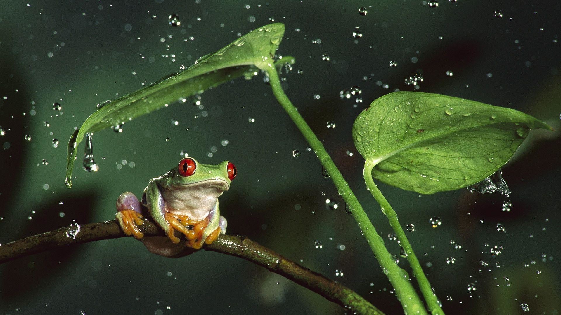 1920x1080 Frog and leaves desktop wallpapers 800x600, Frog and leaves .