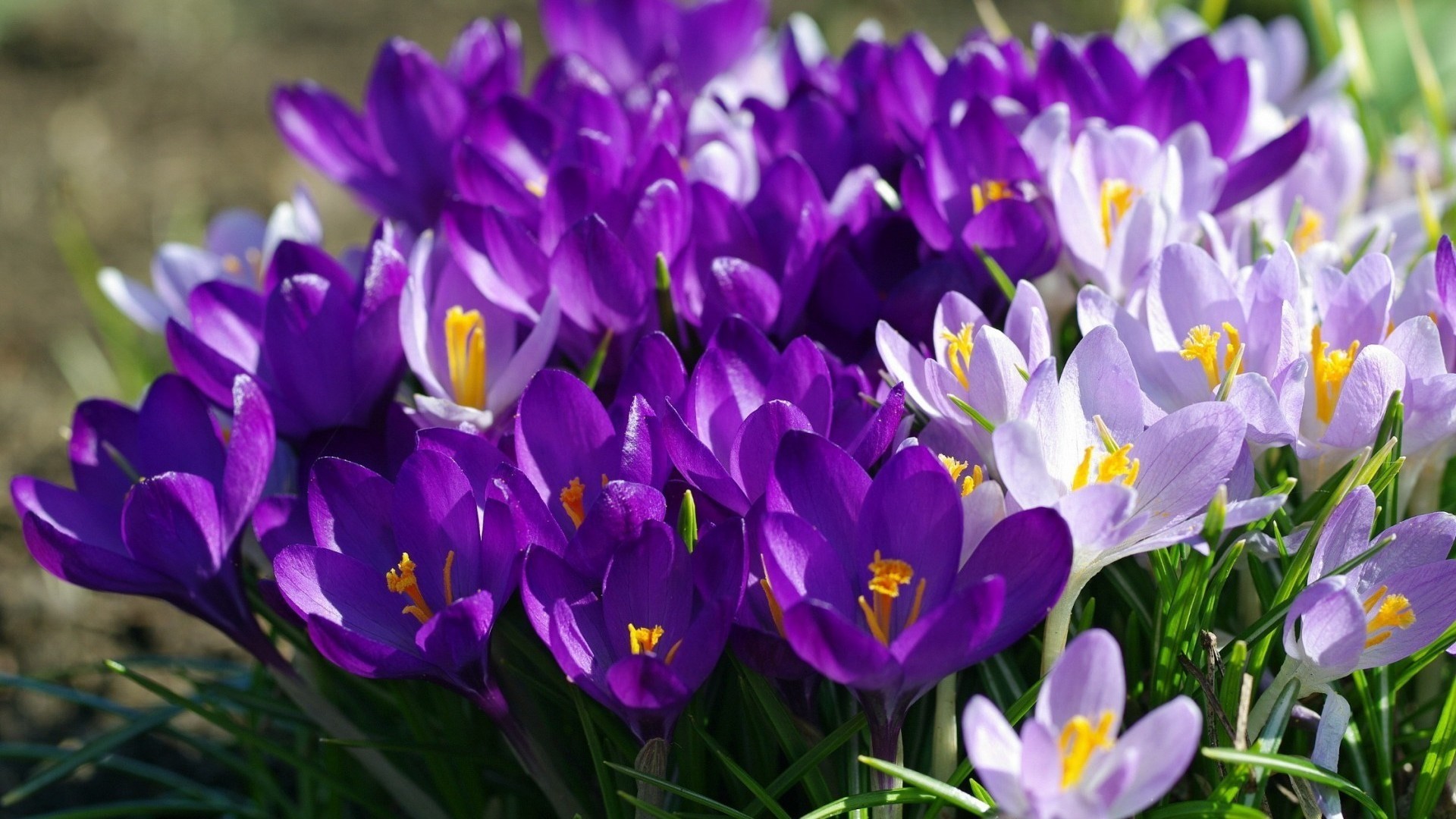 1920x1080 flowers-crocus-purple-spring-pink-green-flori-phone-