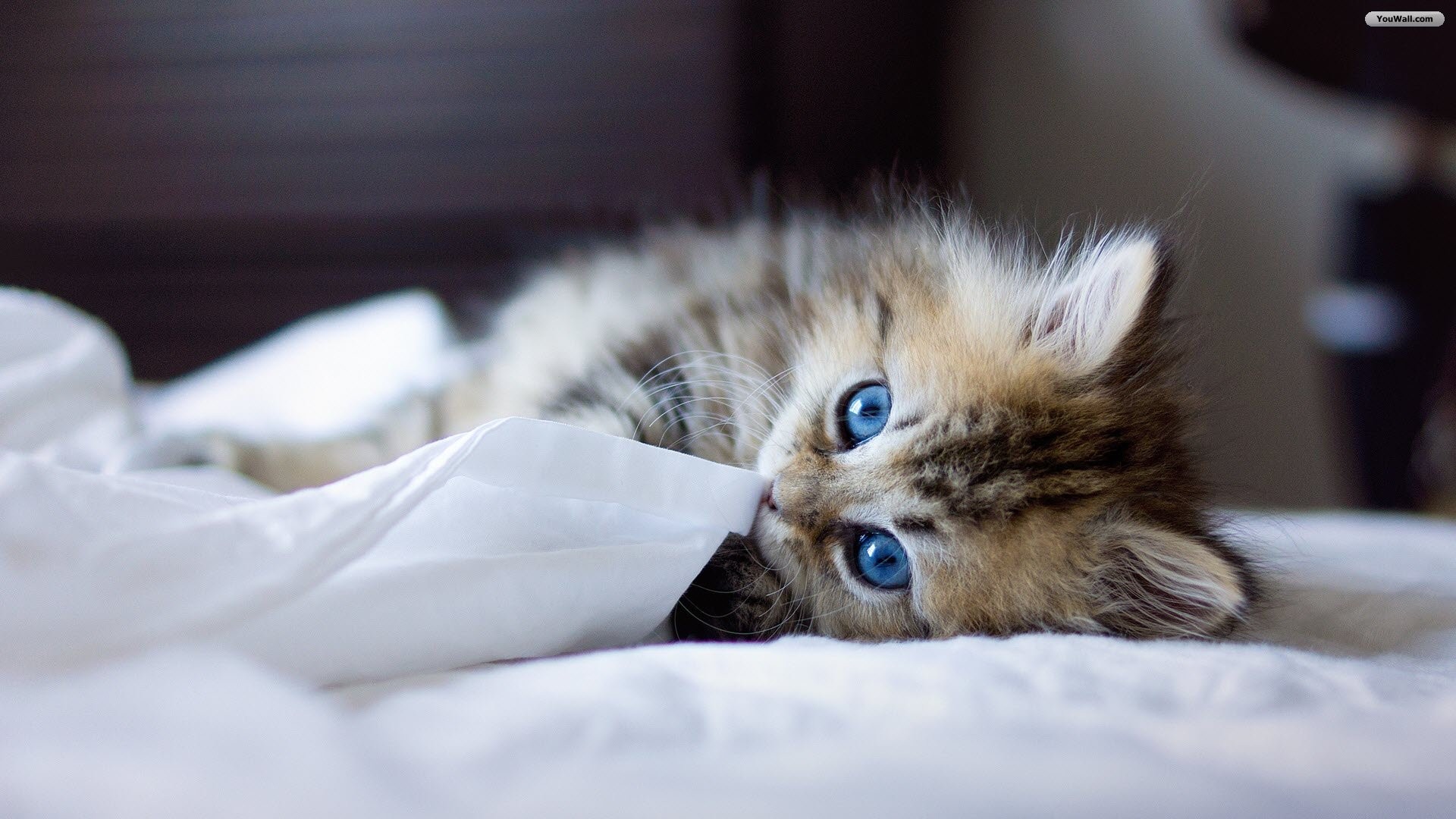 1920x1080 Cute Kitty with Blue Eyes Wallpaper