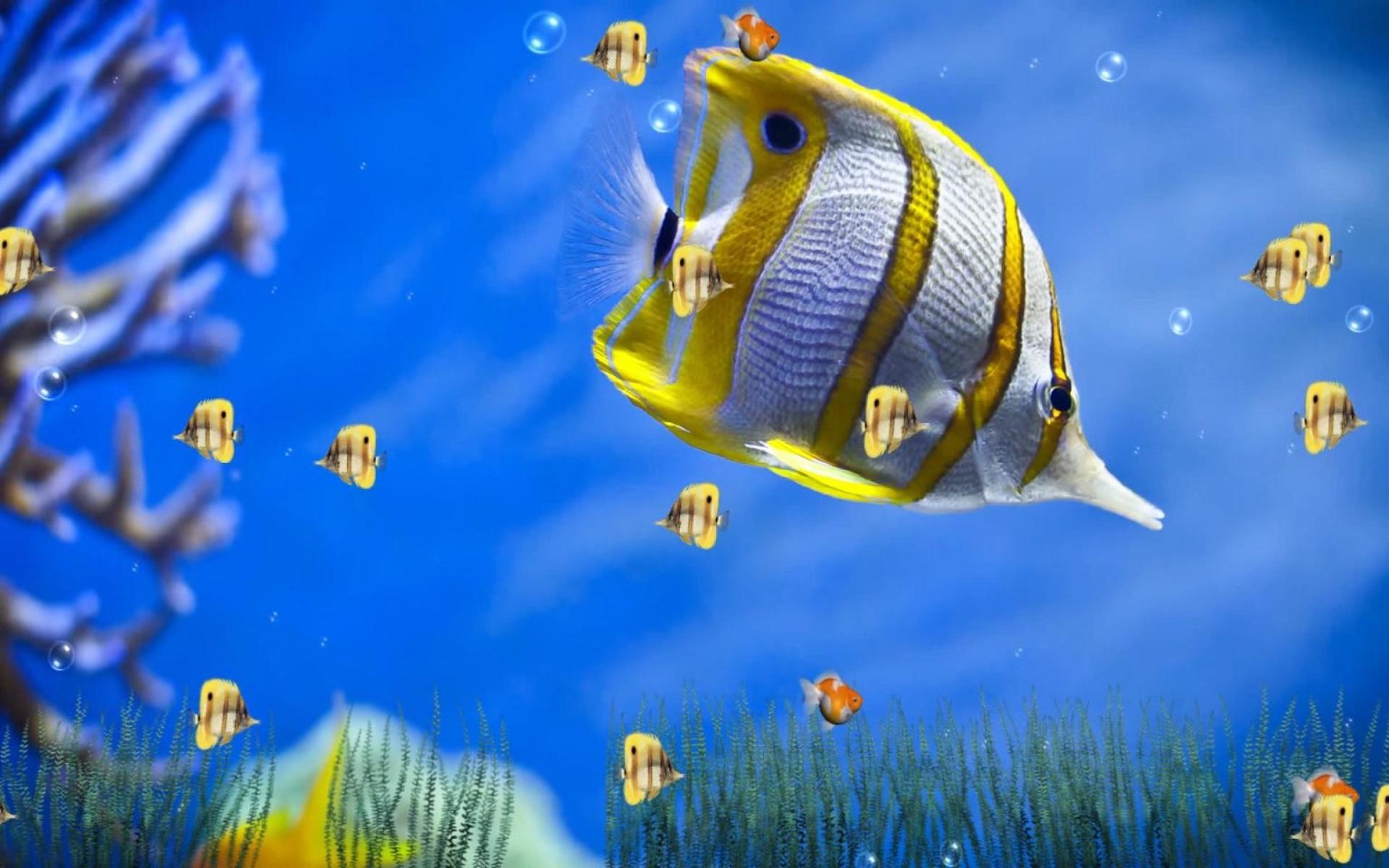 1920x1200 Marine Life Aquarium is a unique Animated Wallpaper that will bring the  ocean world to your computer screen. With 4 wonderful and beautiful scenes  to bring ...