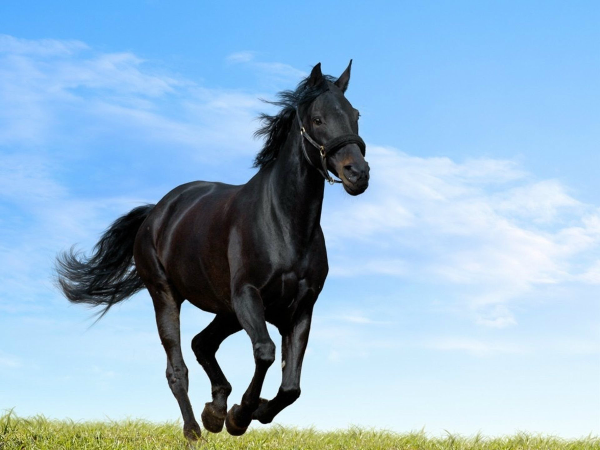 1920x1440 Beautiful Black Horse Desktop Wallpaper