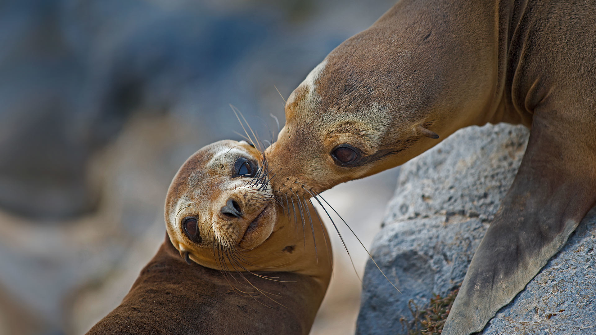 1920x1080 ... Galapagos sea lion mother and pup on Floreana by BalochDesign