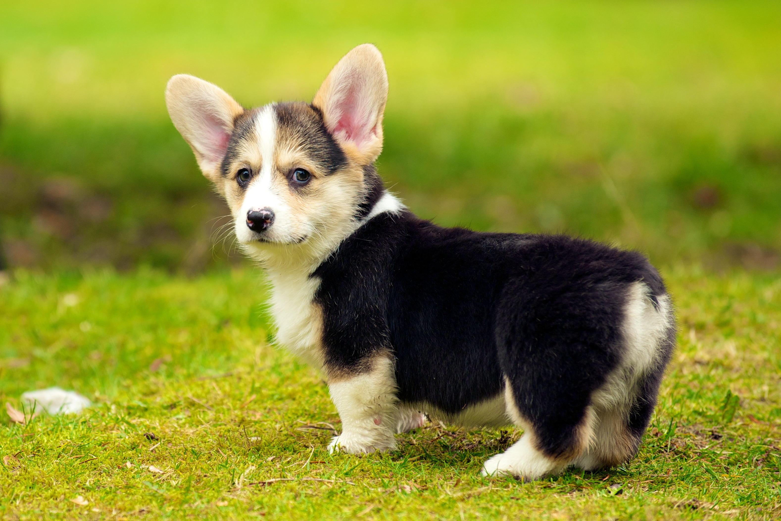 Corgi Puppies Wallpaper
