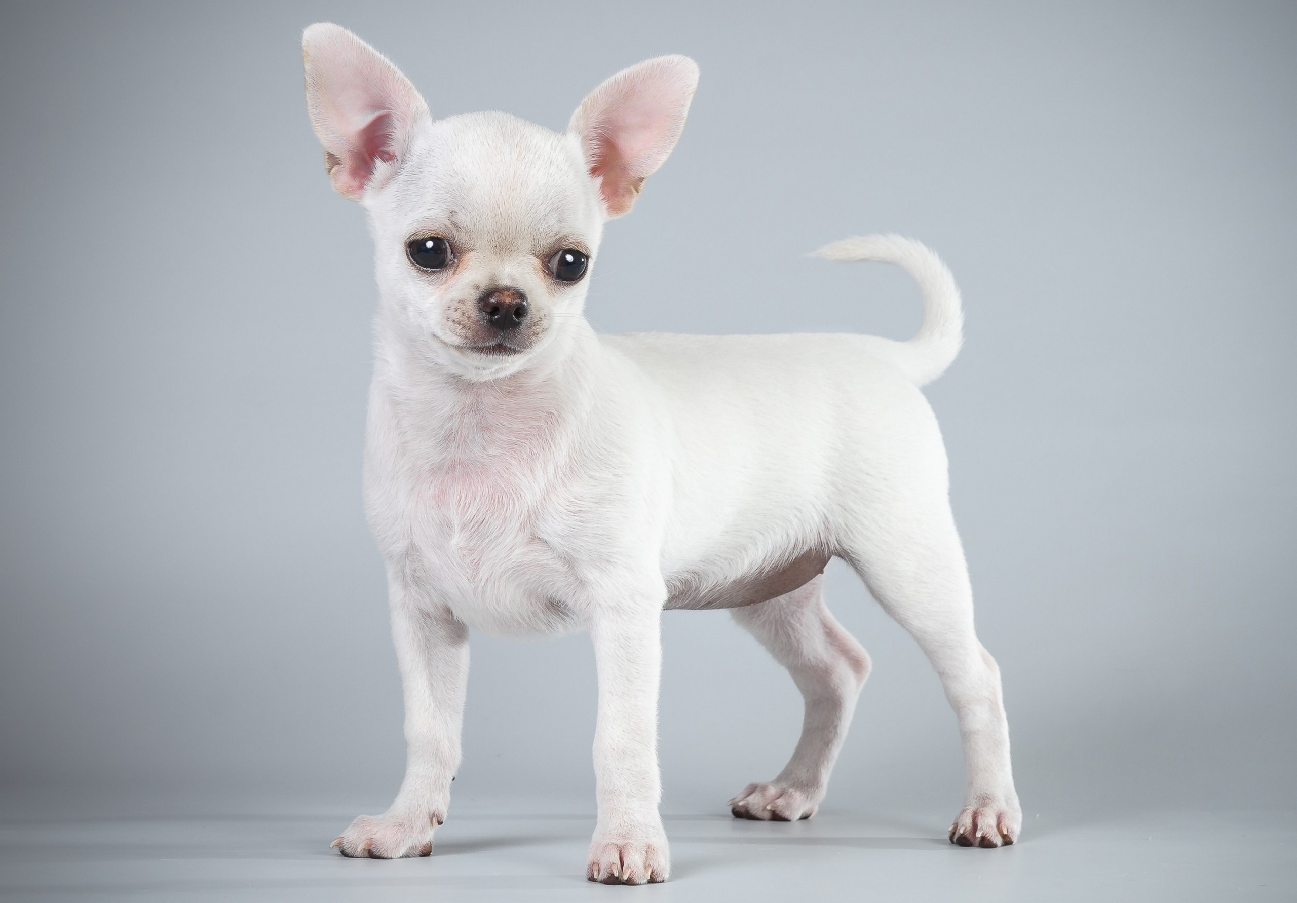 2560x1782 Picture Dogs White Chihuahua