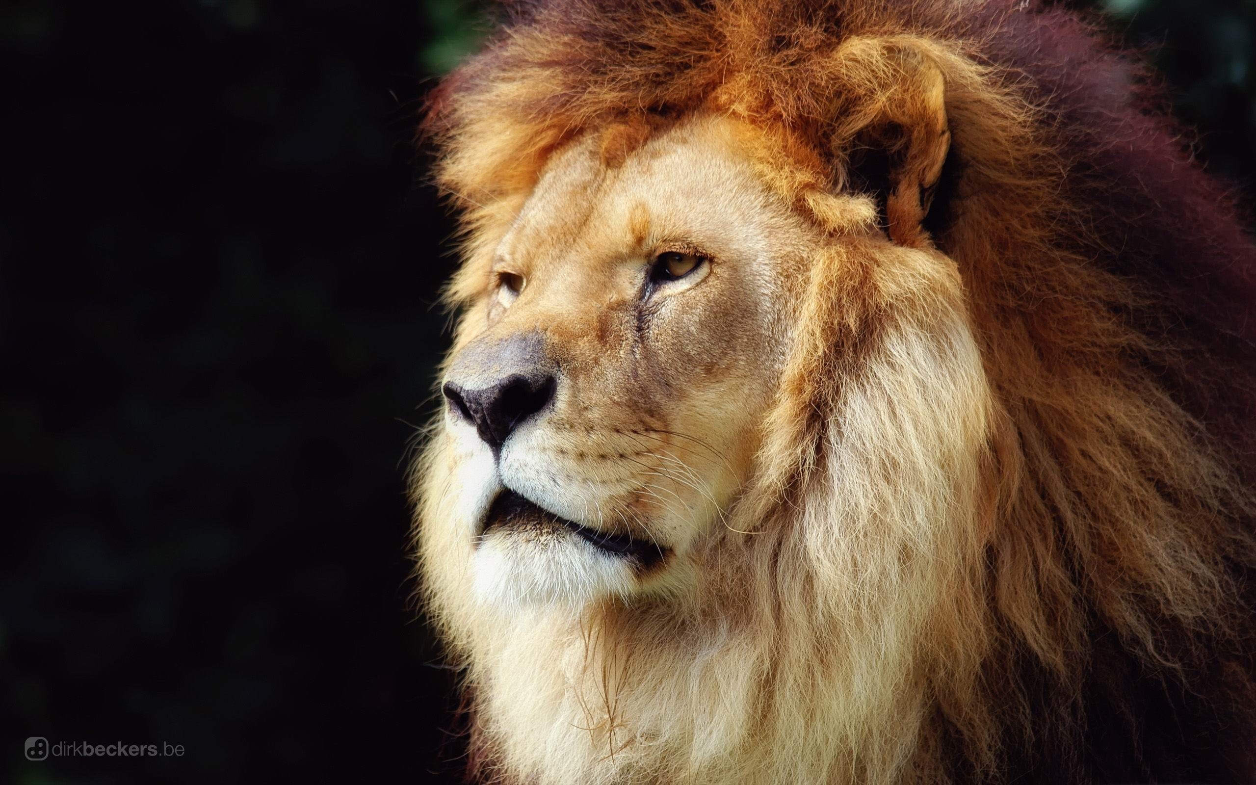 2560x1600 lion-wild animal desktop lion-wild animal desktop wallpaper -   wallpaper download -