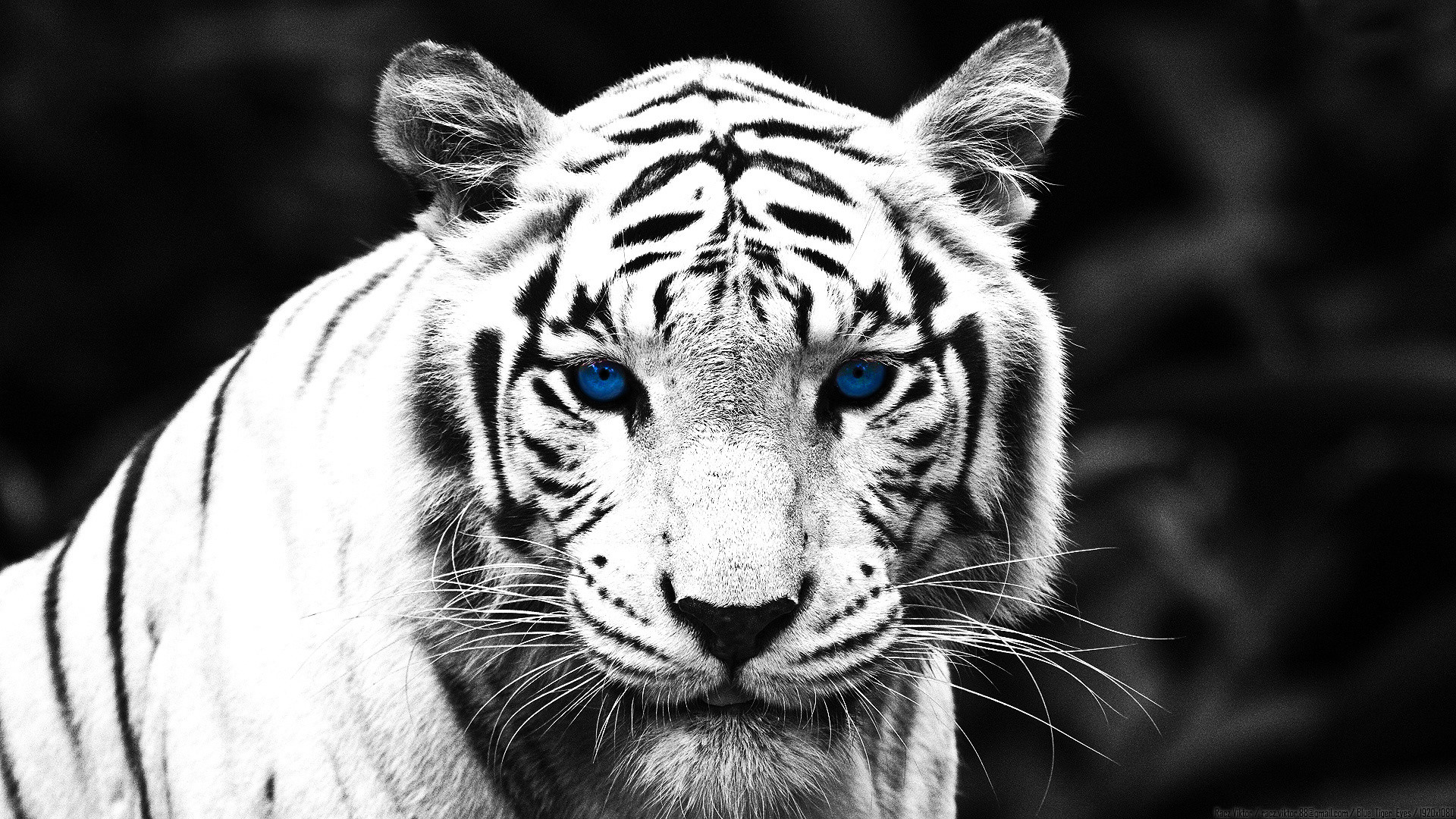 1920x1080 White Tiger Wallpaper  Really good wallpapers!