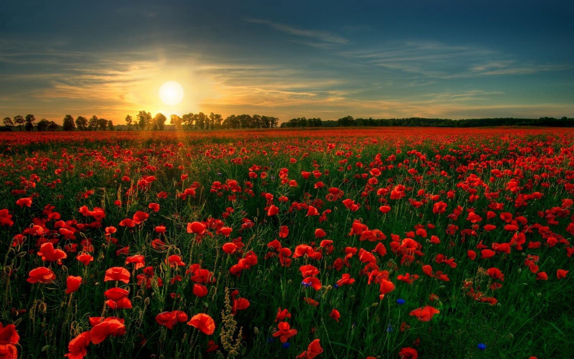 1920x1200 poppy-field-in-the-sunset-flower-hd-wallpaper-