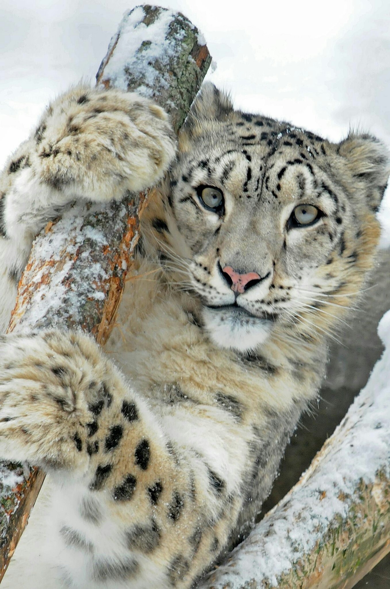 1357x2048 Snow Leopard Wallpaper Big Cats Animals Wallpapers) – Free Backgrounds and  Wallpapers