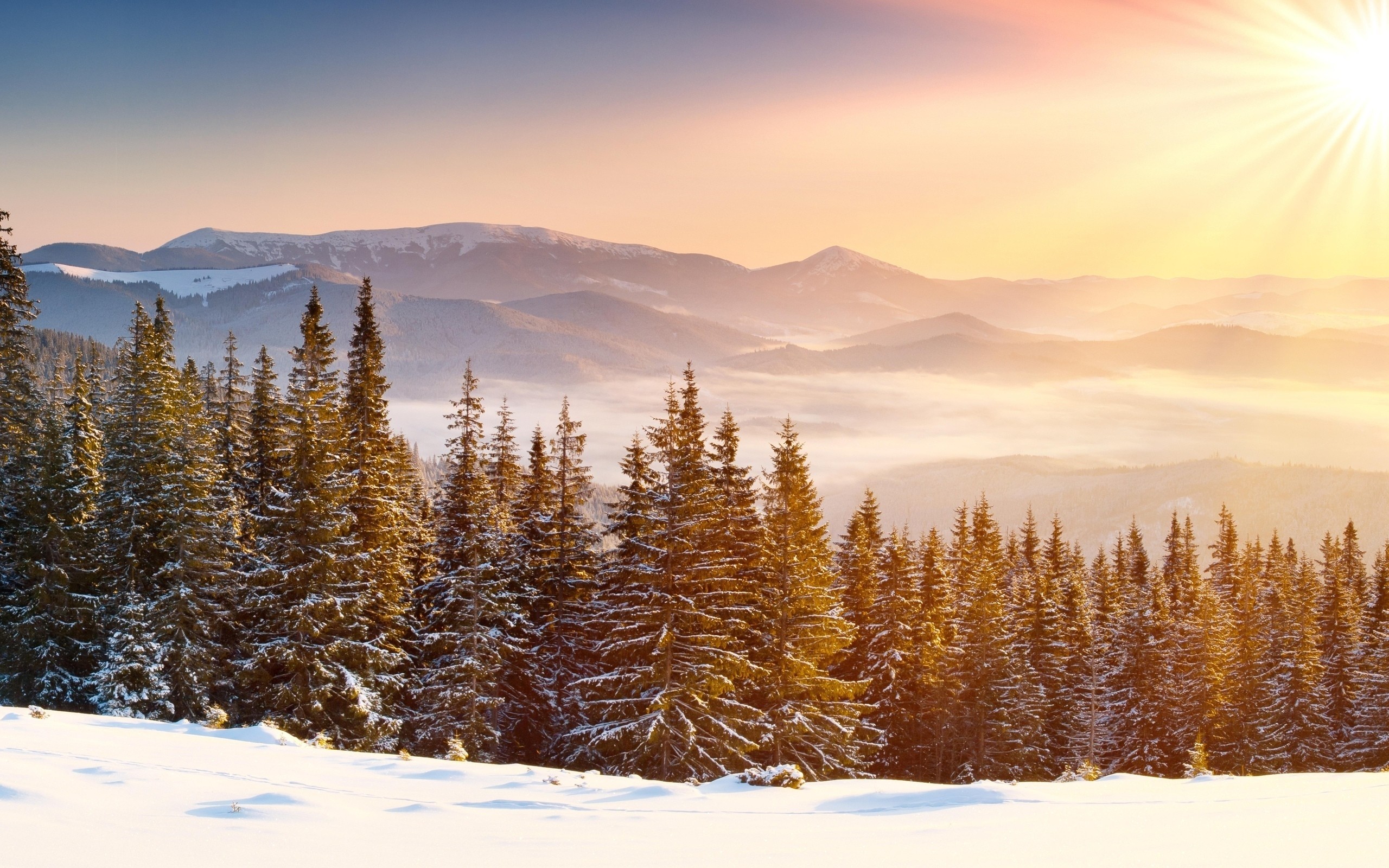 2560x1600 Snow Forest wallpapers and stock photos