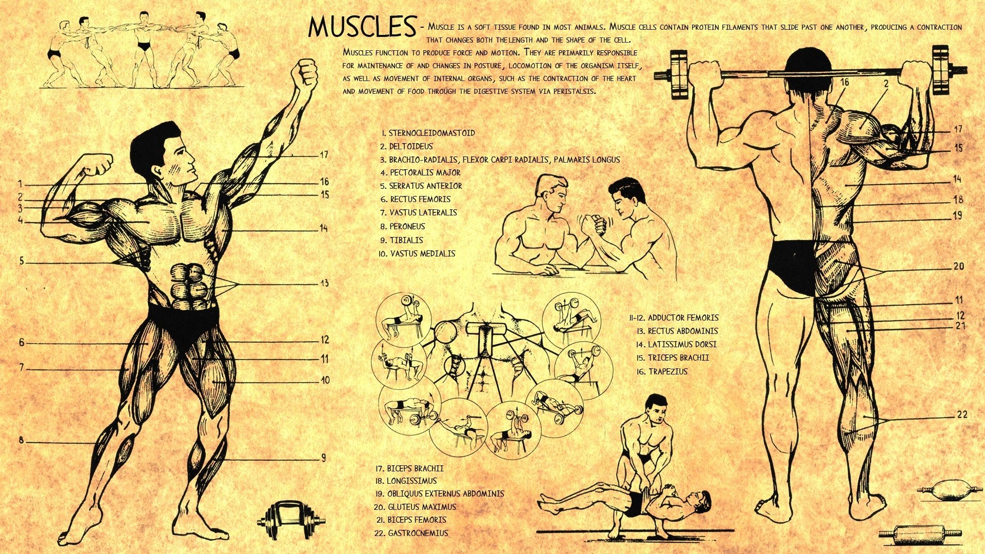 1920x1080 Anatomy Body Bodybuilding Health Human Muscles Scheme Training