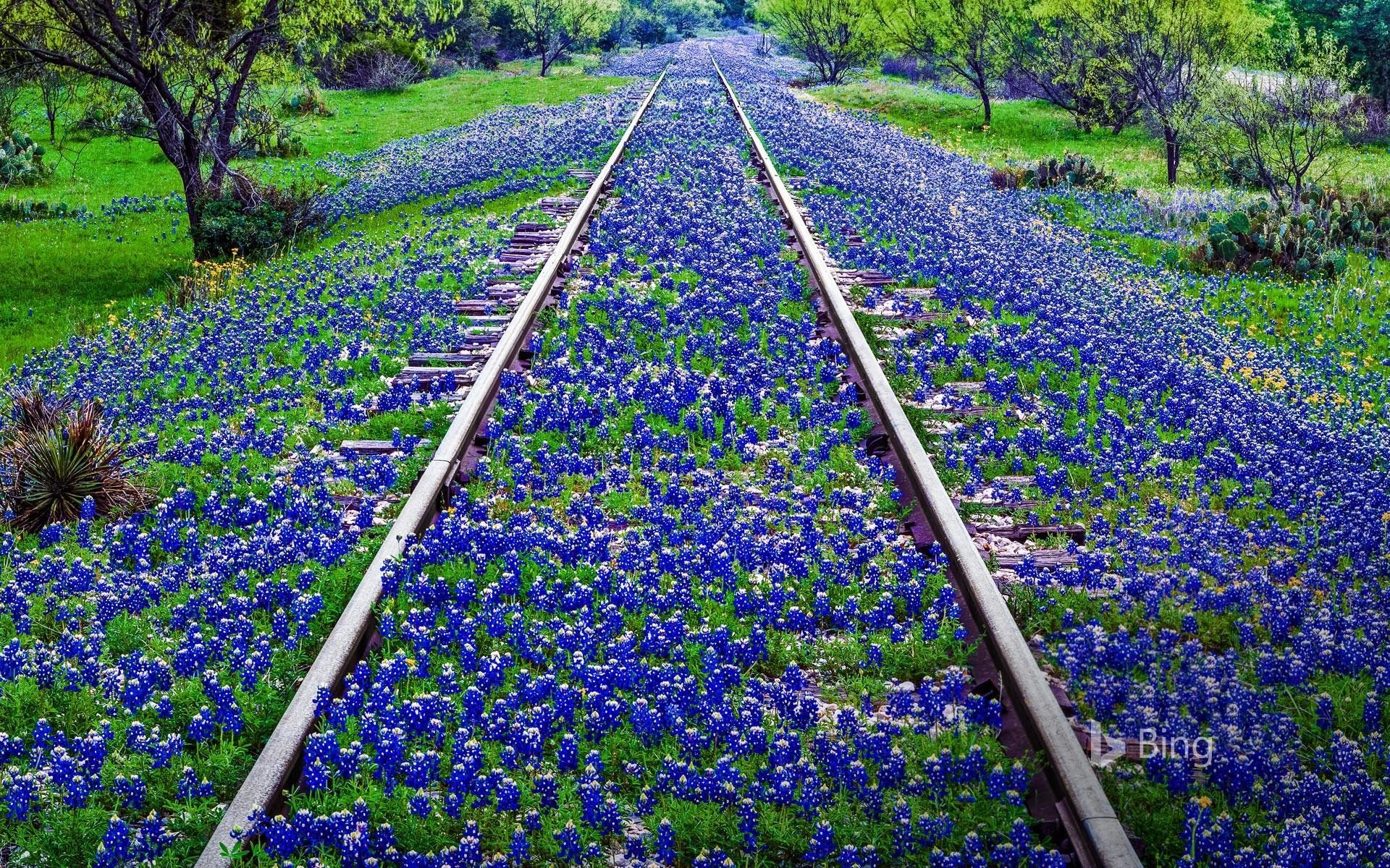 1920x1200 Today's Bing image of the day is Texas Bluebonnets.
