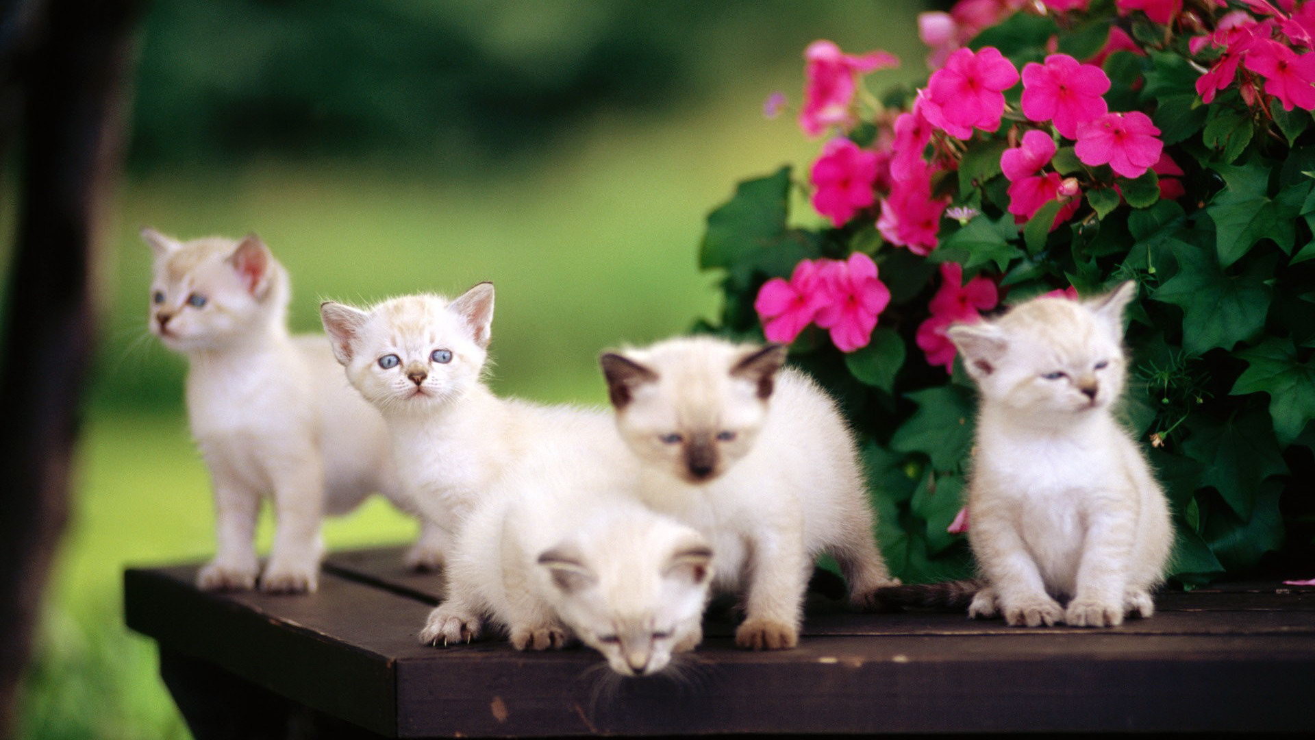 1920x1080 Cute baby cat and flower wallpapers hd
