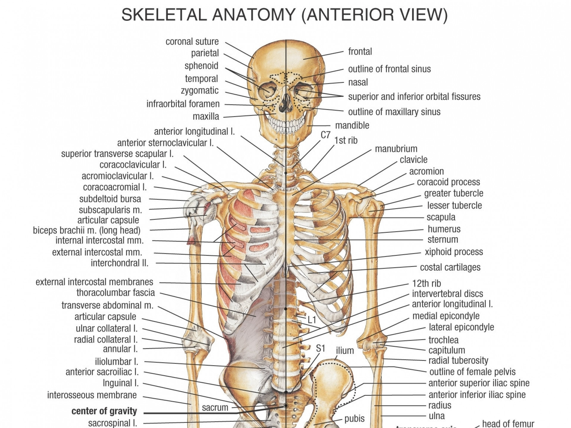 1920x1440 Human anatomy skeleton with organs 1000 ideas about human human anatomy  skeleton with organs bones in