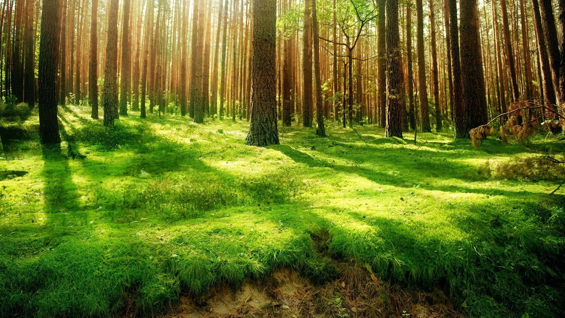 1920x1080 HD Wallpaper | Background ID:112487.  Earth Forest