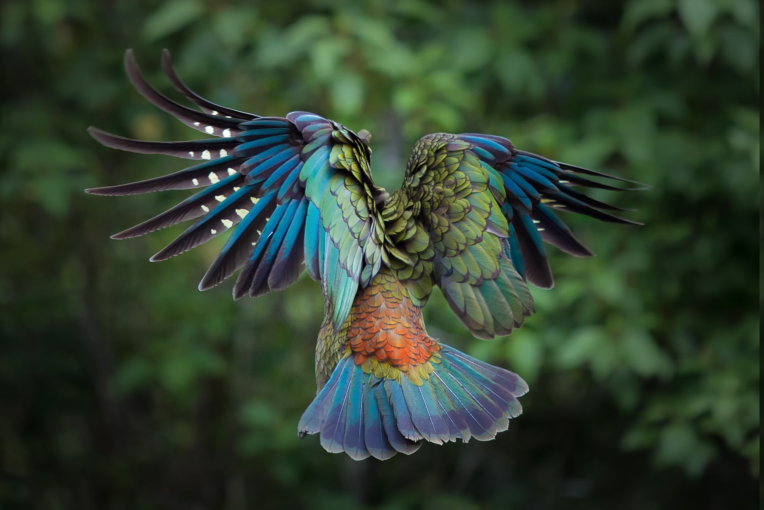 2575x1717 colorful birds | birds, Animals, Colorful, New Zealand, Parrot, Kea,