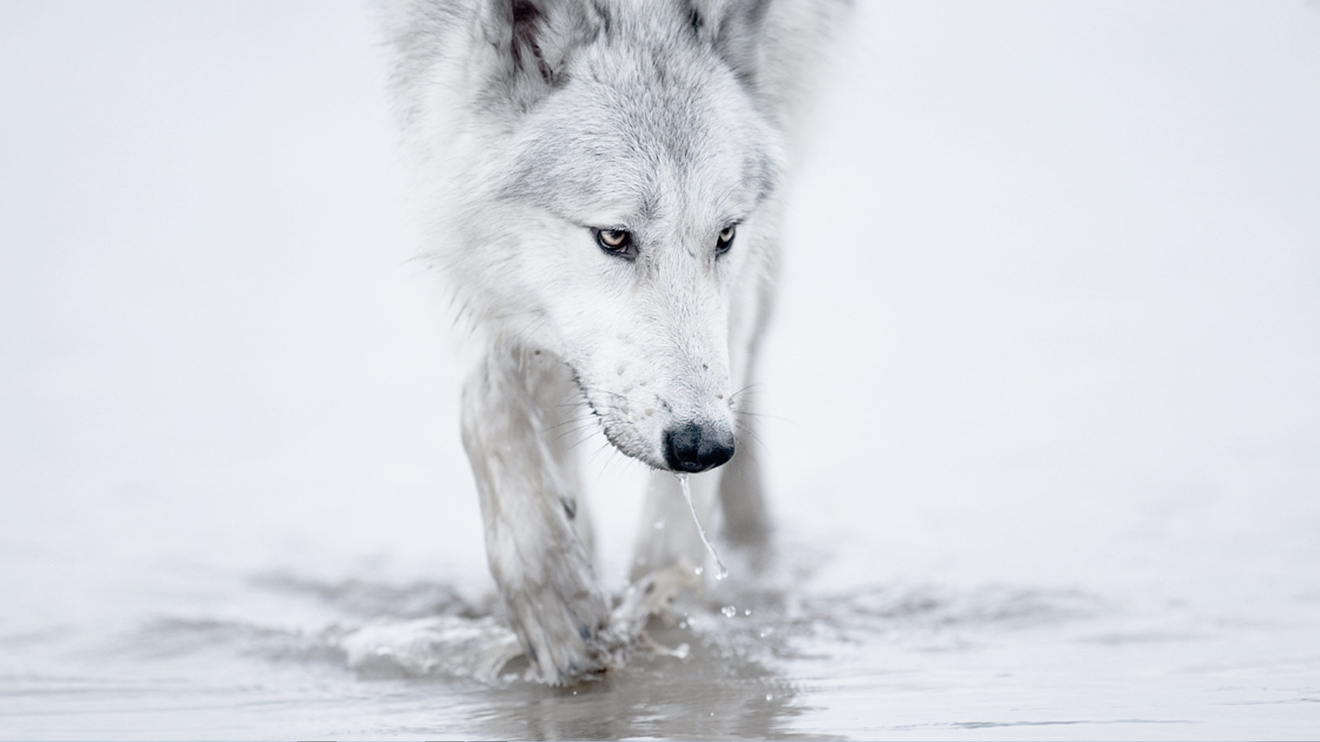 1920x1080 Pin Winter Snow Wallpaper  White Wolf Arctic 