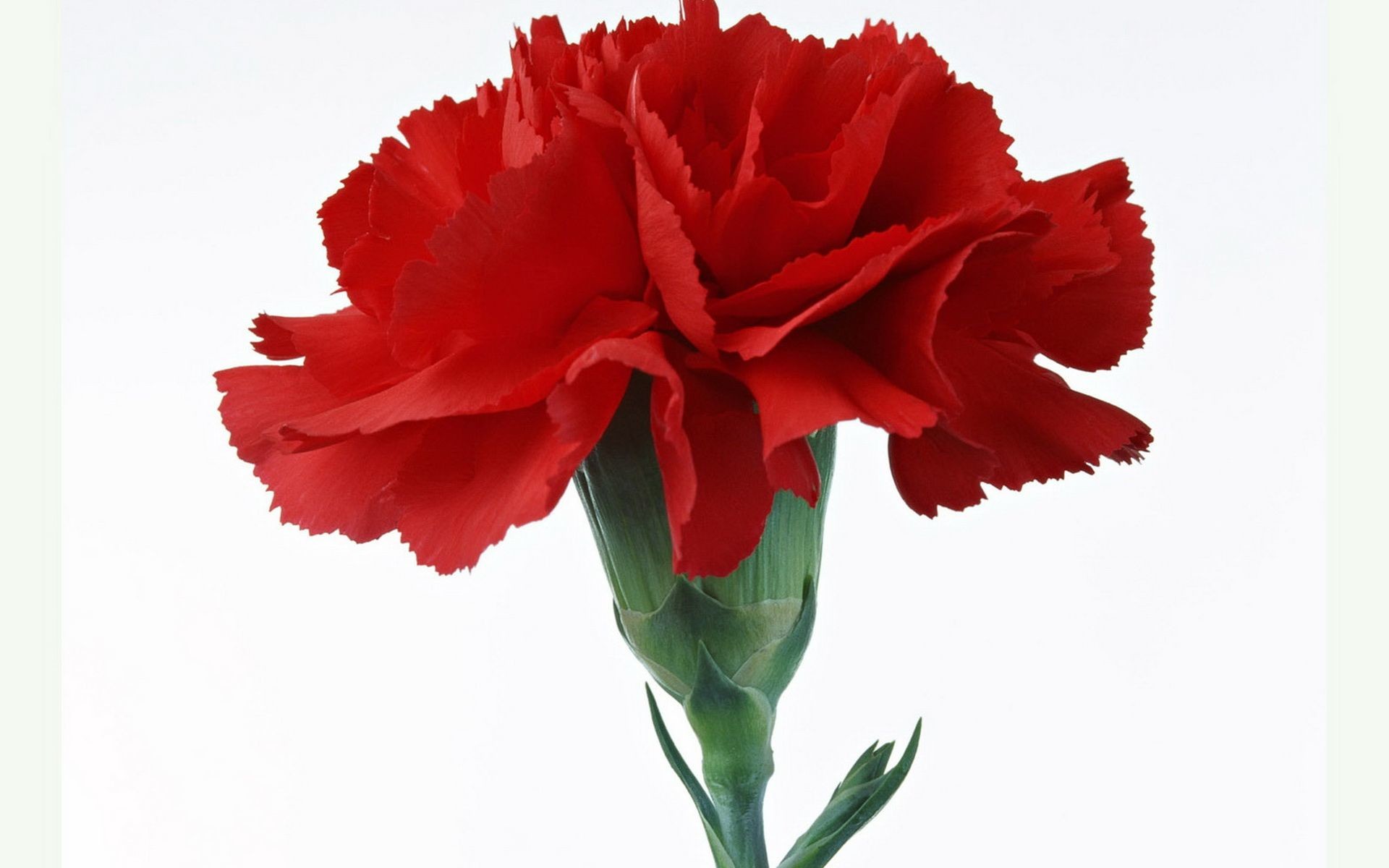 1920x1200 carnation clip art free download | ...  Â» Flowers Â» Single  carnation flower beautiful wallpaper