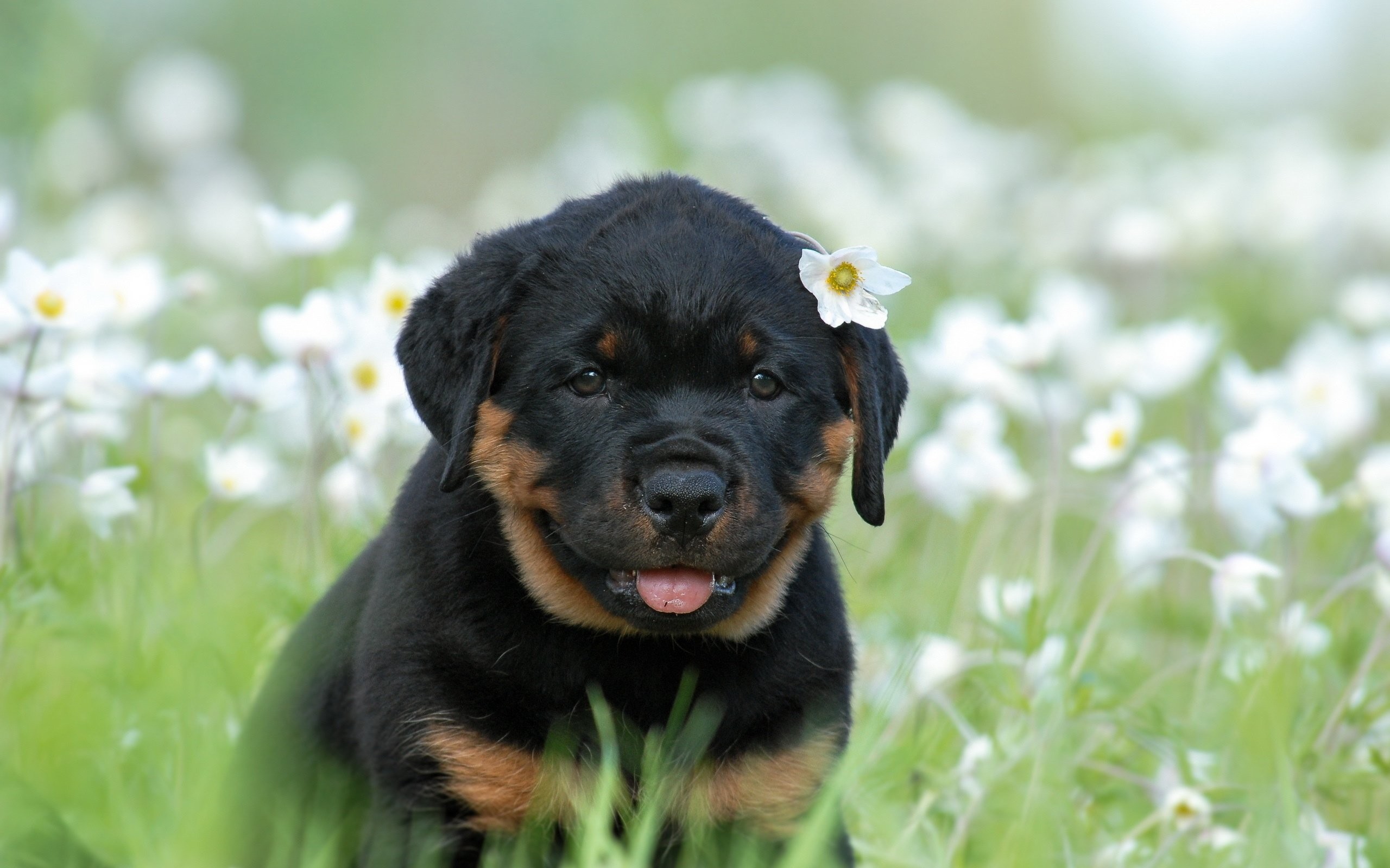2560x1600 desktop cute dog and puppy pics download