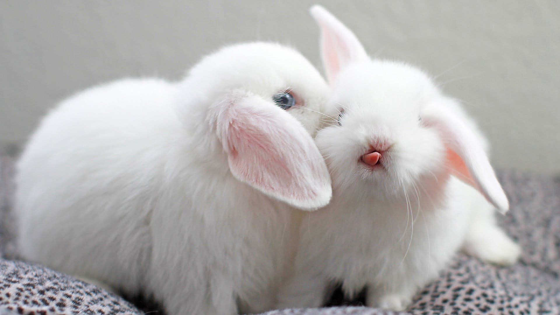 1920x1080 2880x1800 Cute Bunny Wallpapers (72+ background pictures)">
