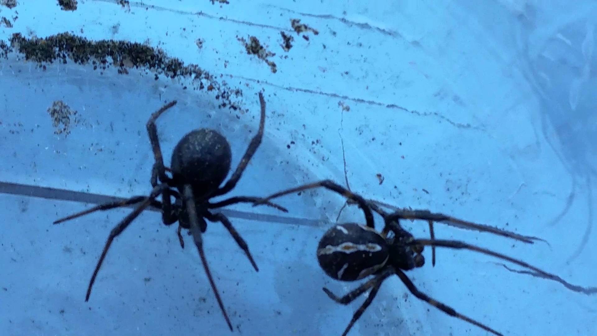 1920x1080 Spider war at the black widow mansion