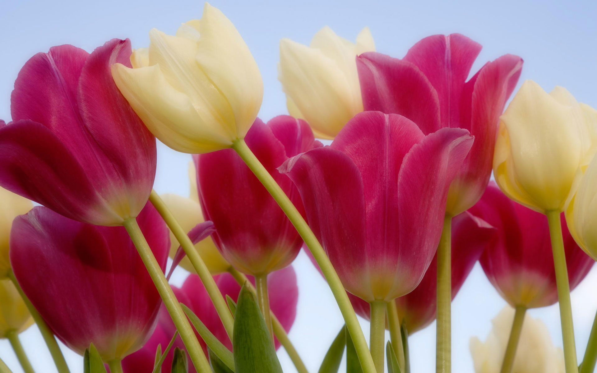 1920x1200 Tulips & Sky