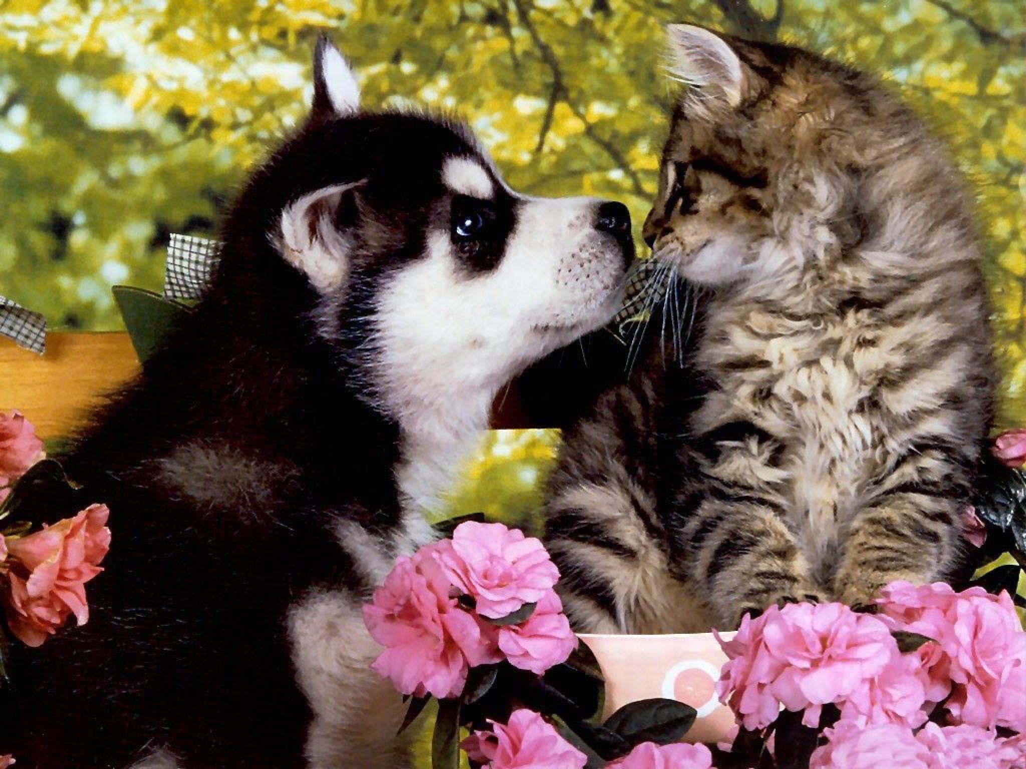 2048x1536 Cute friends - Puppies and kittens Wallpapers and Images - Desktop .