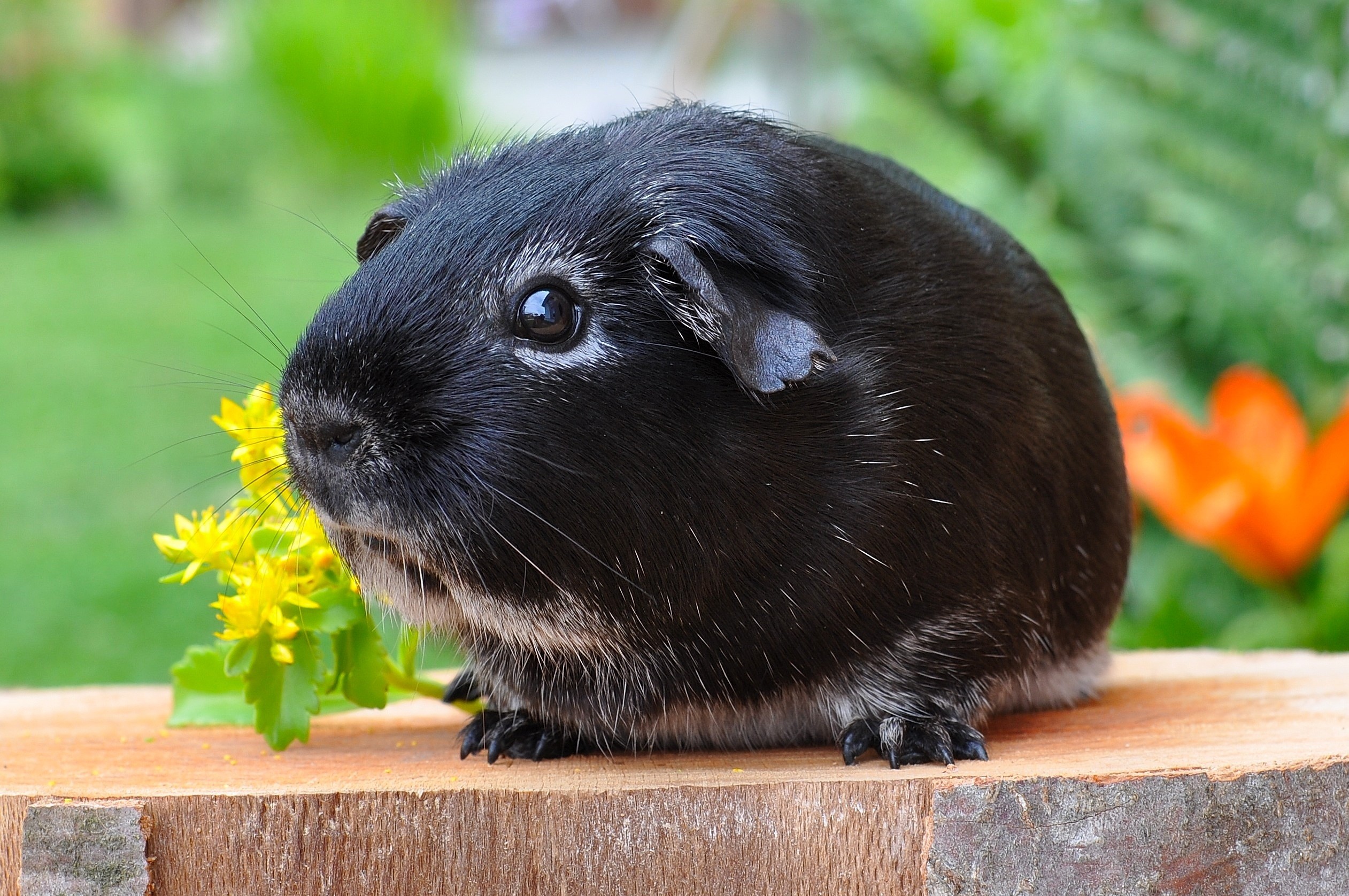 2523x1676 Black Guinea Pig on the Plank