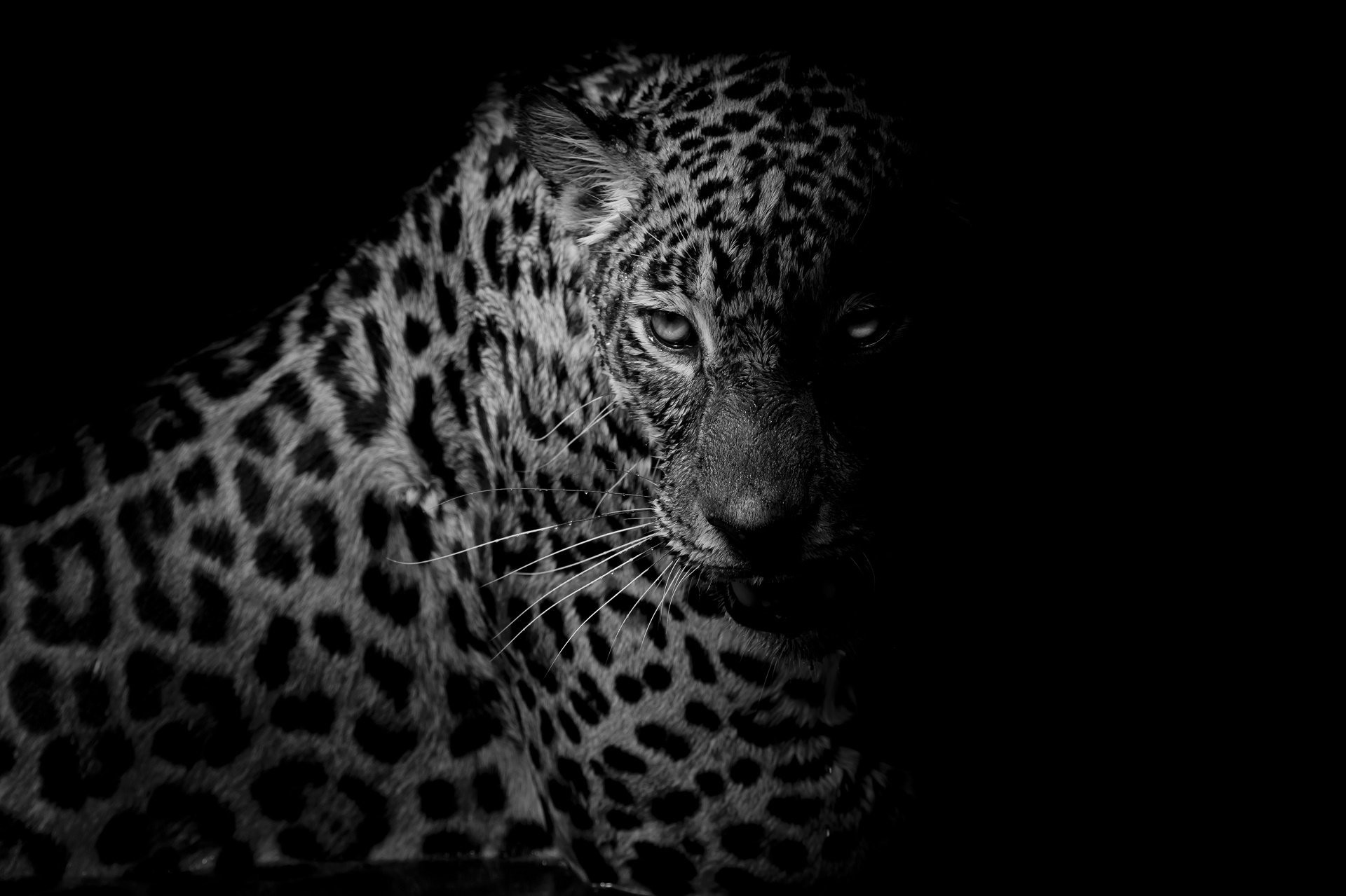 1920x1279  Animal - Leopard Black & White Big Cat Wallpaper