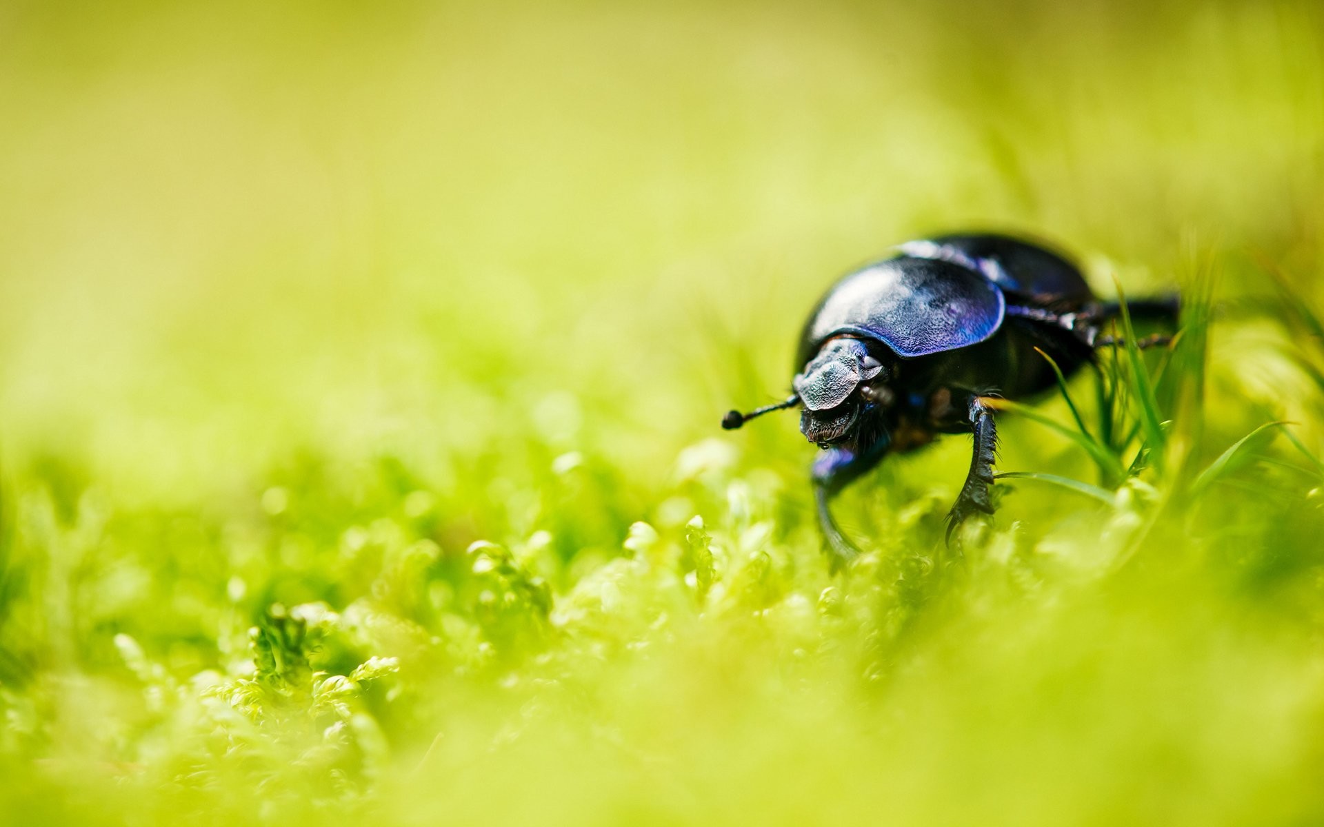 1920x1200 Tiere - KÃ¤fer Gras Insekt Natur Blur Bug Wallpaper