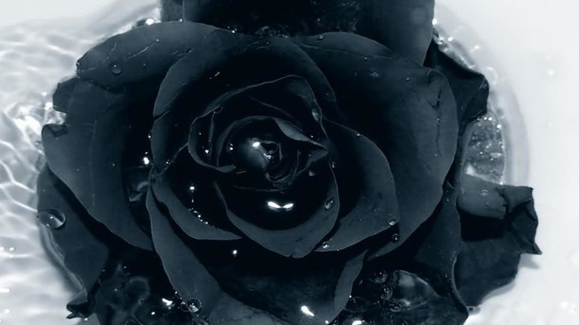 1920x1080 Black Roses