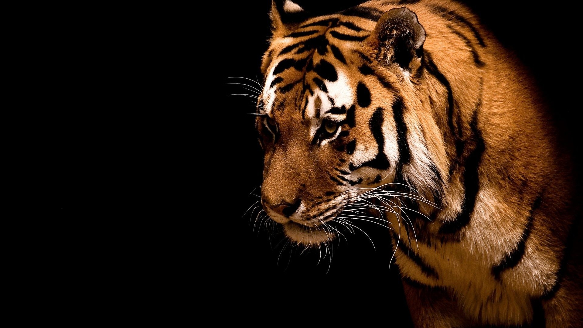 1920x1080  Tiger in the dark. How to set wallpaper on your desktop? Click  the download link from above and set the wallpaper on the desktop from your  OS.