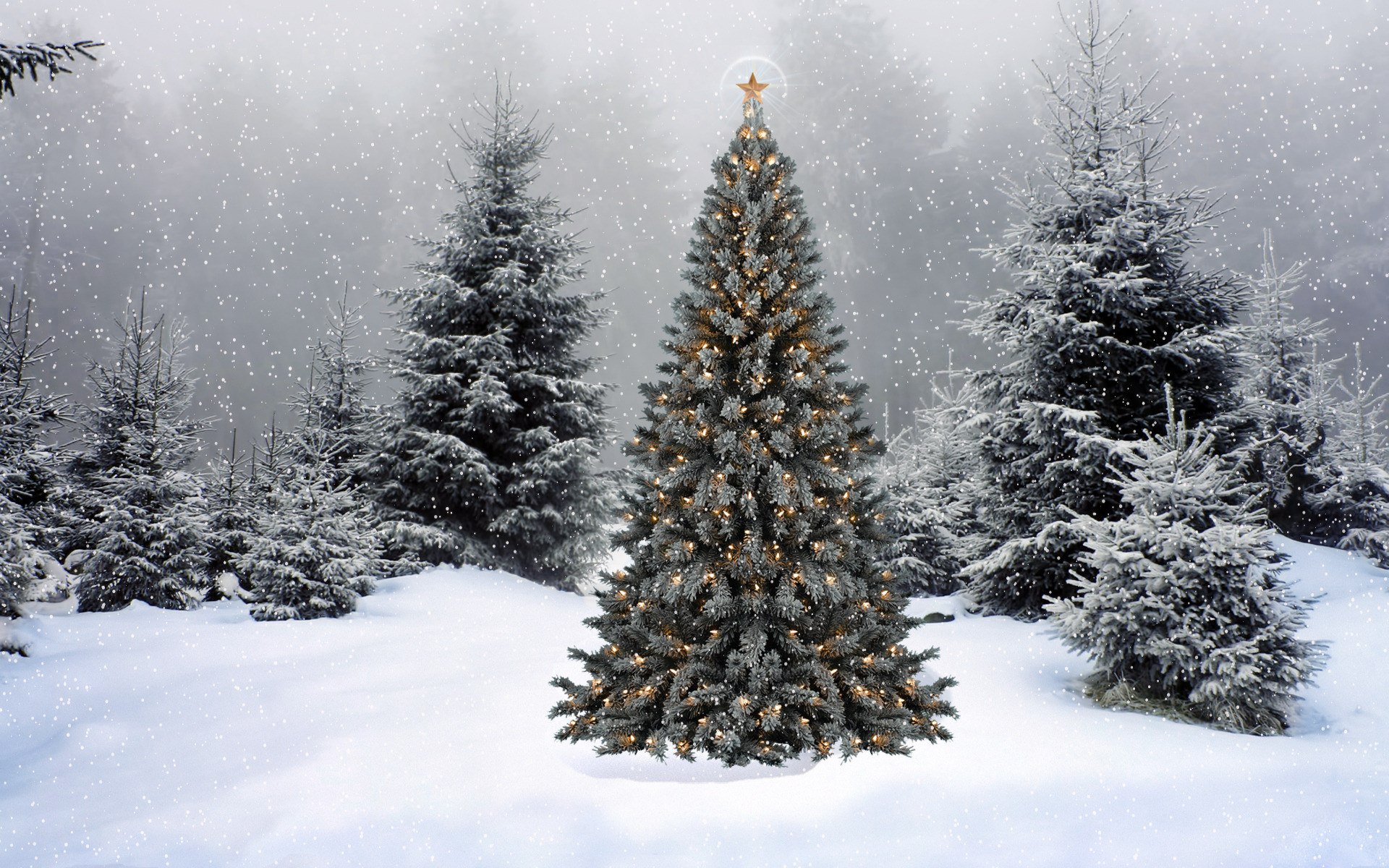 1920x1200 Amazing Christmas Tree Lights Wallpaper ...