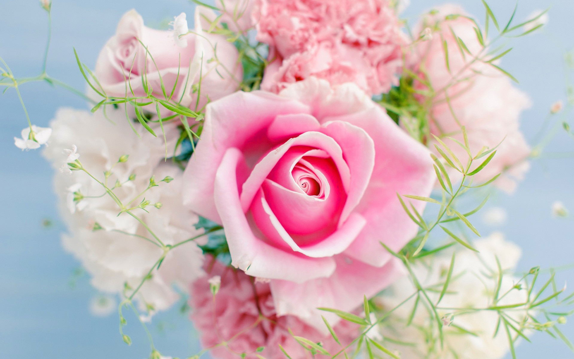 1920x1200 Collection-Â«Pink-Roses-Â»-wallpaper-wpt8009965