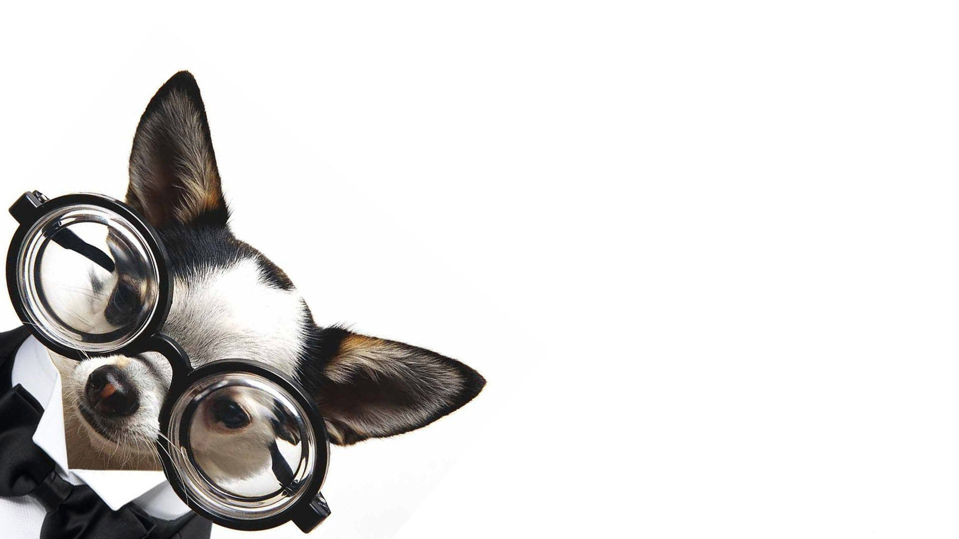 1920x1080 Funny Chihuahua with glasses HD Wallpaper 